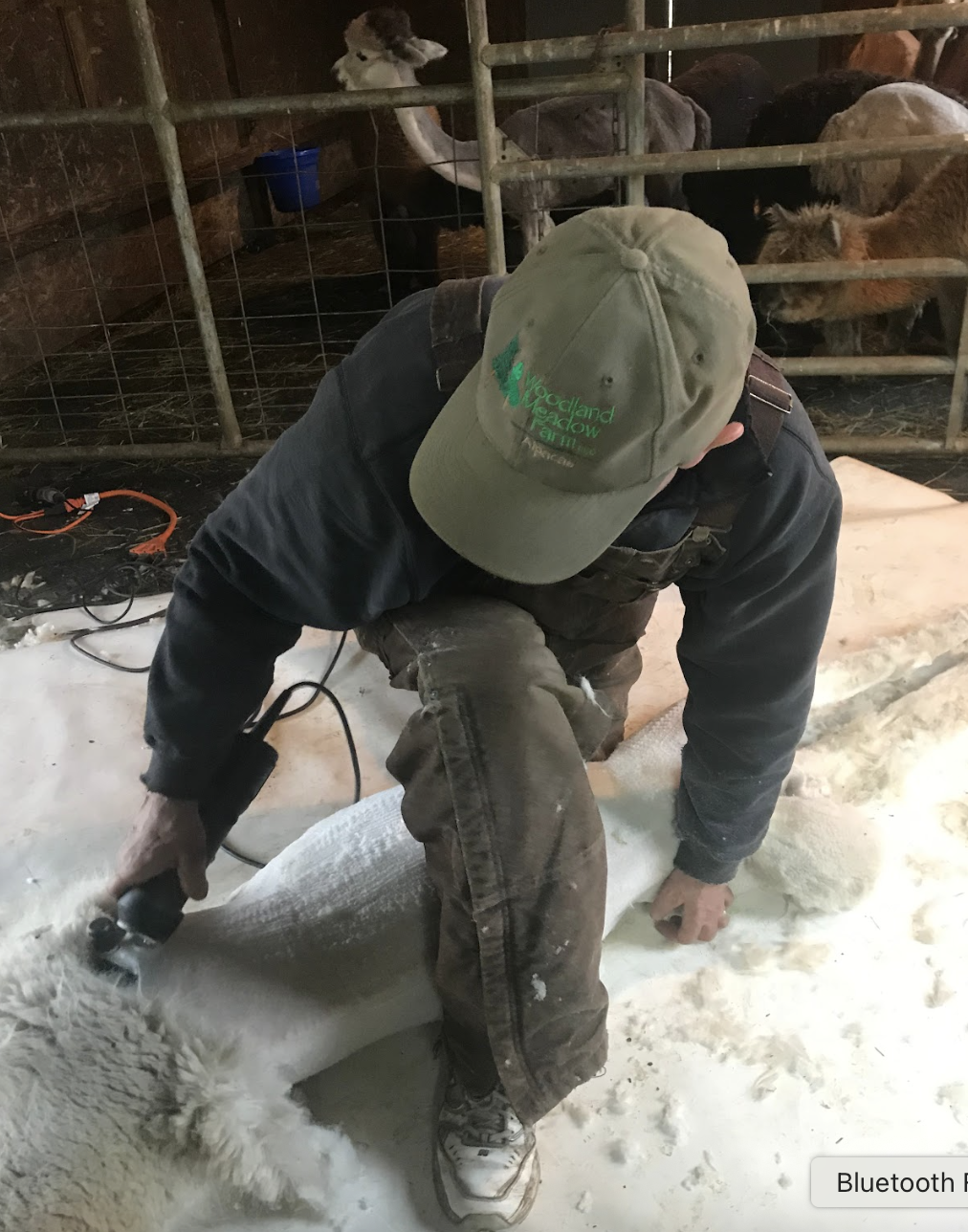 A “perfect” shearing day