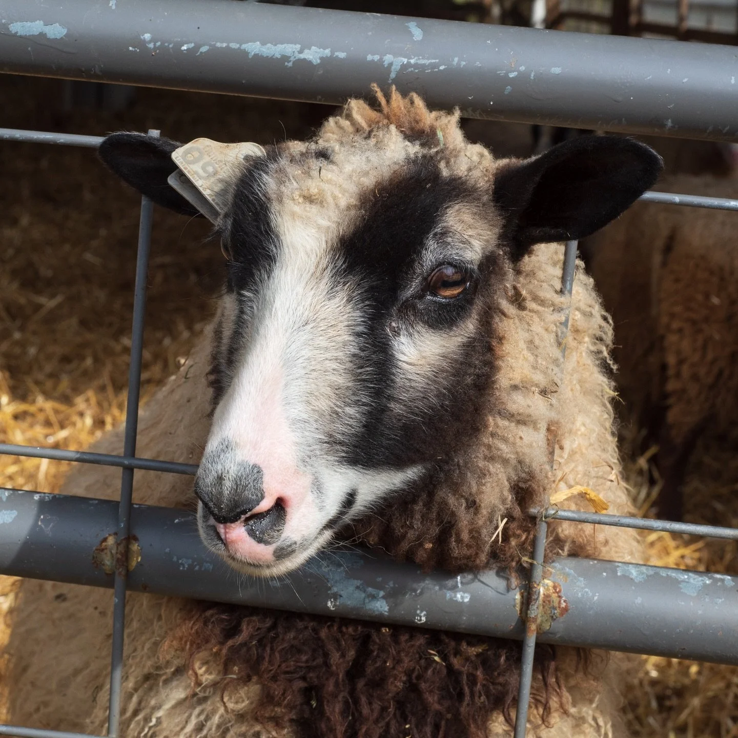 Happy Holidays, fiber friends! 💚🐏
To our members, volunteers, partners, and supporters: thank you for showing up, sharing knowledge, and keeping this work moving forward. Wishing you rest, warmth, and lots of good stitches this season.