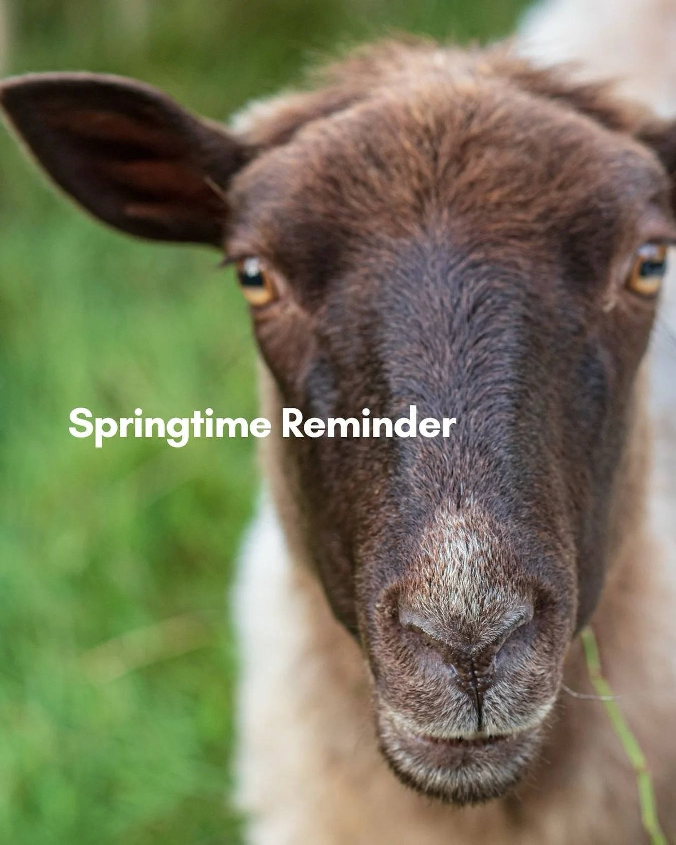 Shearing Season Reminder 🐑

We have recently been finding an unacceptable amount of marking crayon, tags, short cuts, and VM (vegetable matter). There is a per pound surcharge on the whole order for wool that needs additional skirting.

@cleanfleece