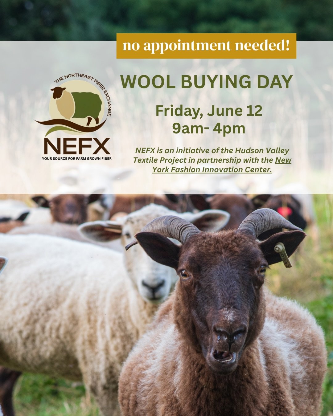 ✨Wool Buying Day 🐑

The Northeast Fiber Exchange is announcing an upcoming Wool Buying Day on Friday, June 12, 9AM - 4PM, at our warehouse in Mechanicville, NY. 

🐑 We are buying ALL breeds of wool in any quantity. All sellers (farmers and shearers