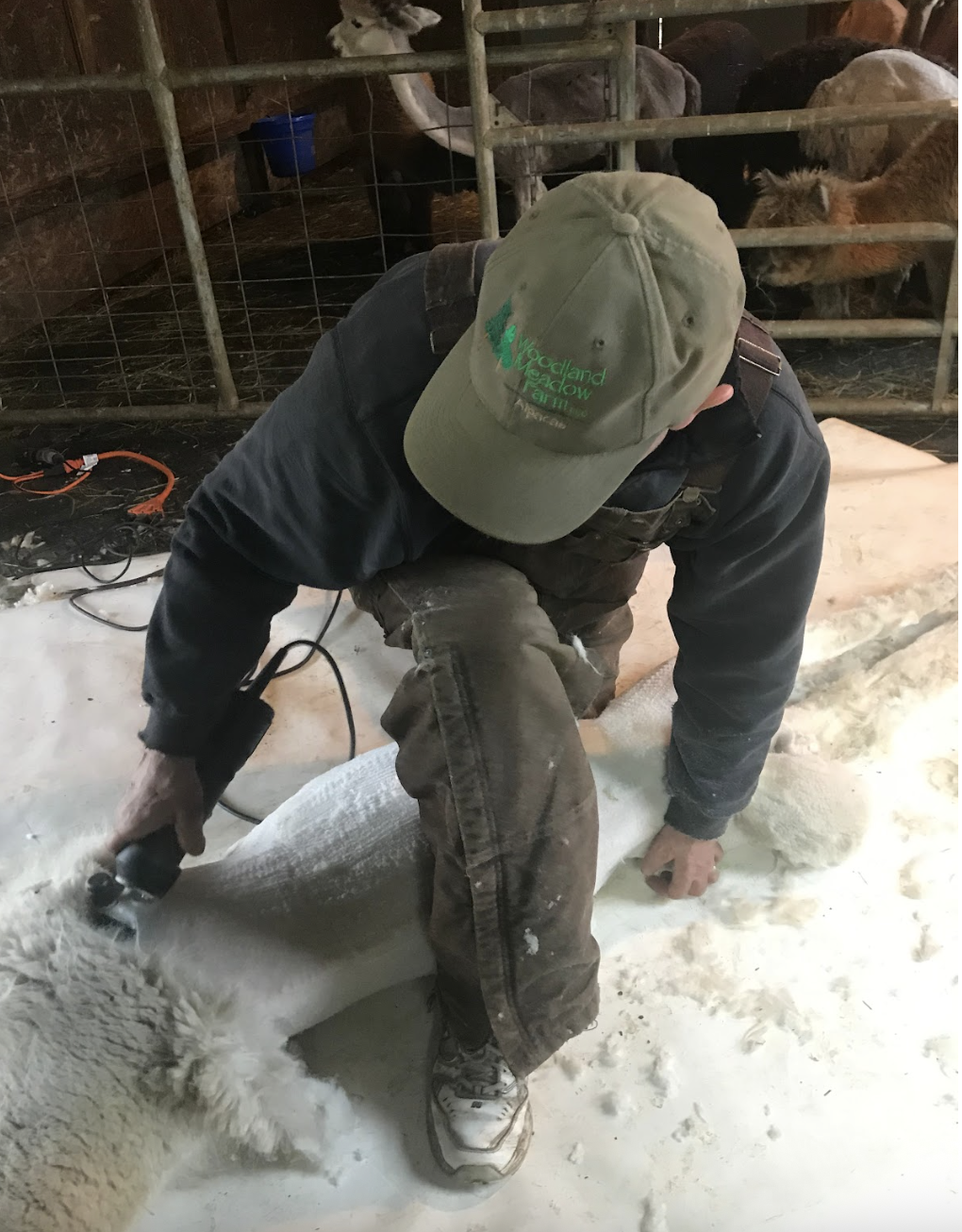 An image illustrating a perfect shearing day, showing a man shearing an animal with alpacas in the background.