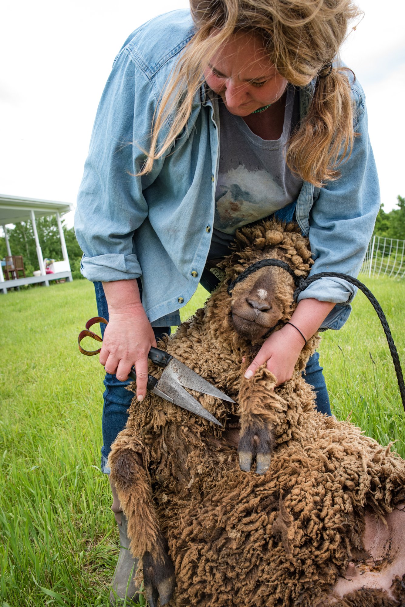 Sheep shearing.