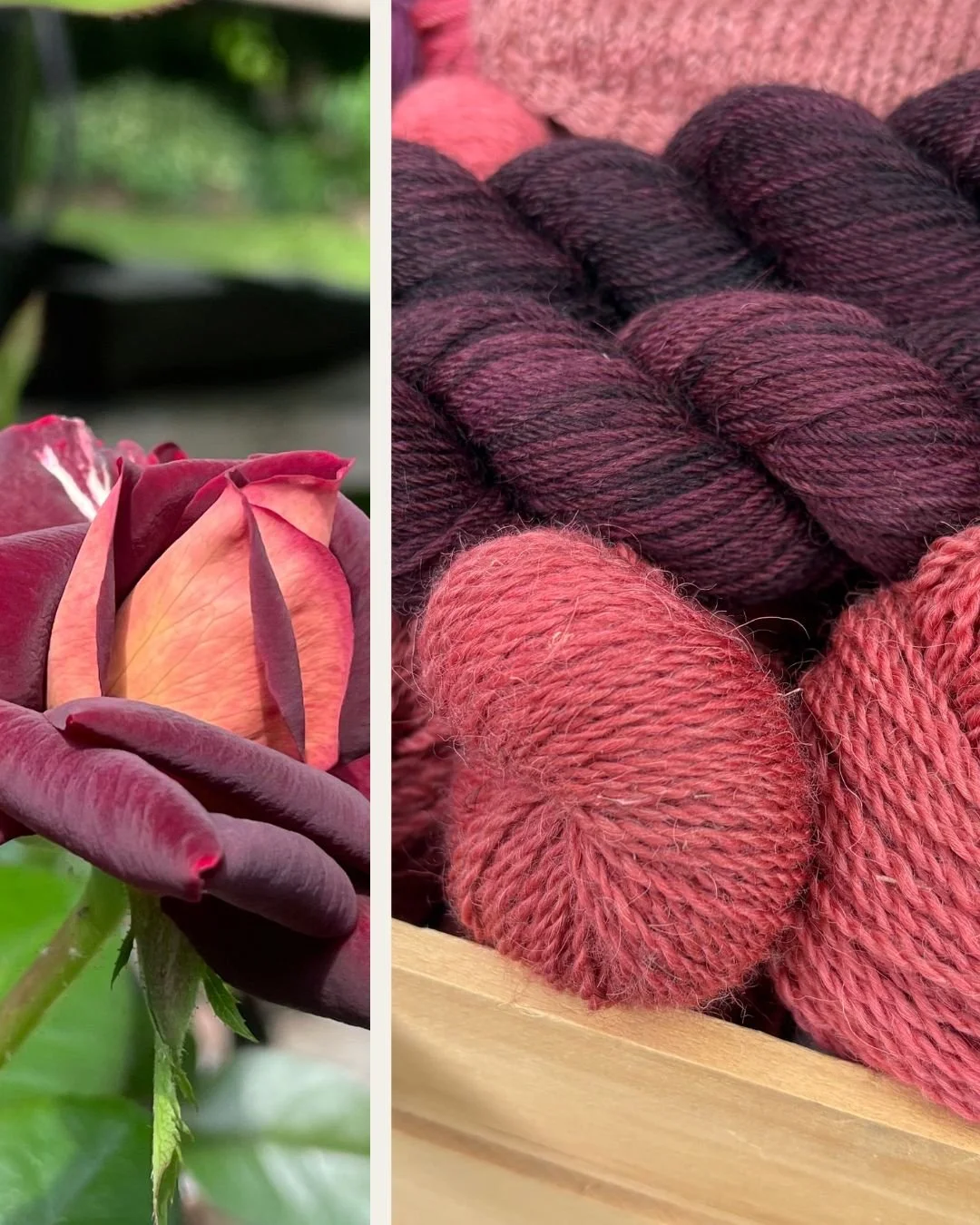 HVTP's Saratoga DK Weight Yarn shown in contrast with roses.