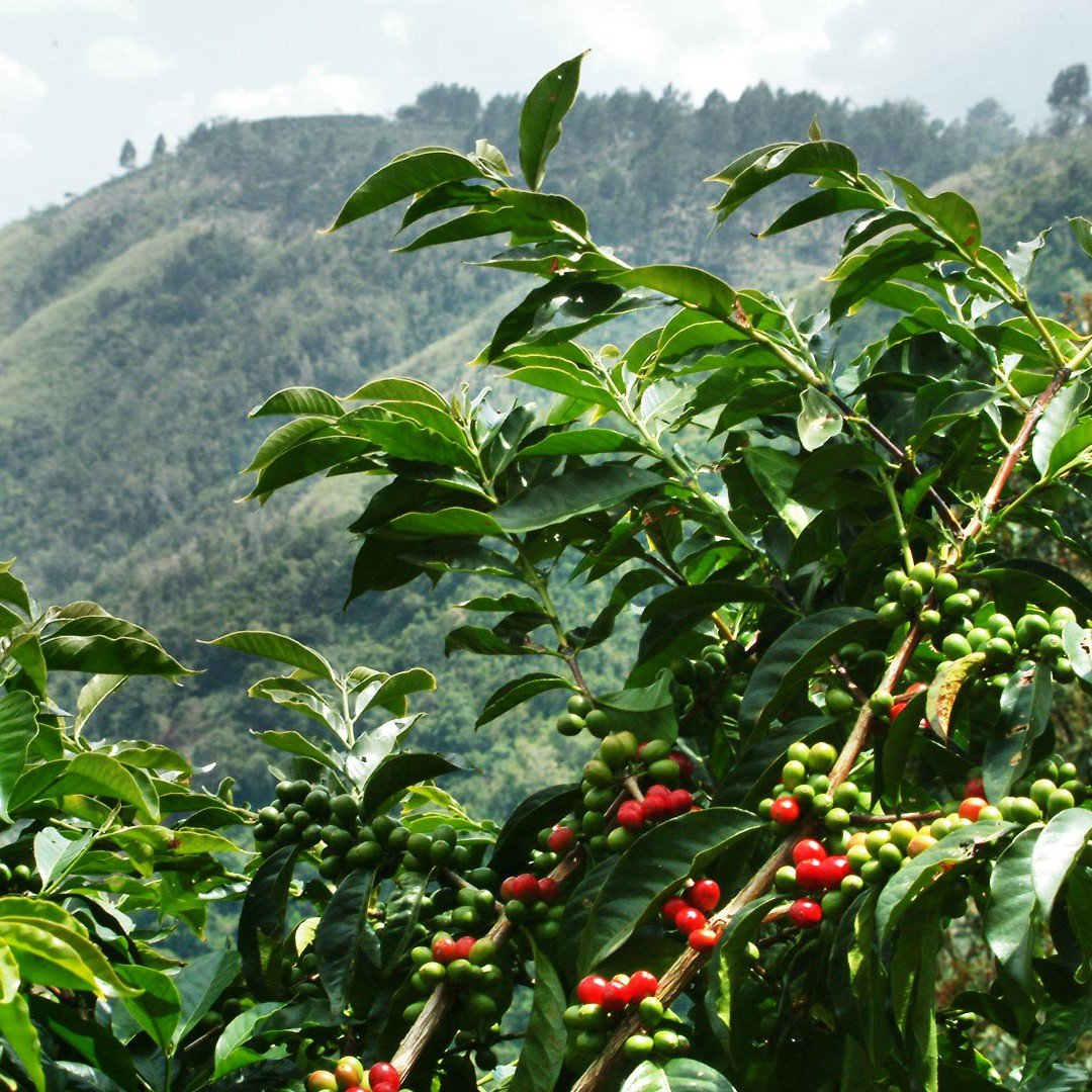 Sumatra-Mandheling-1-e1460298516755.jpg