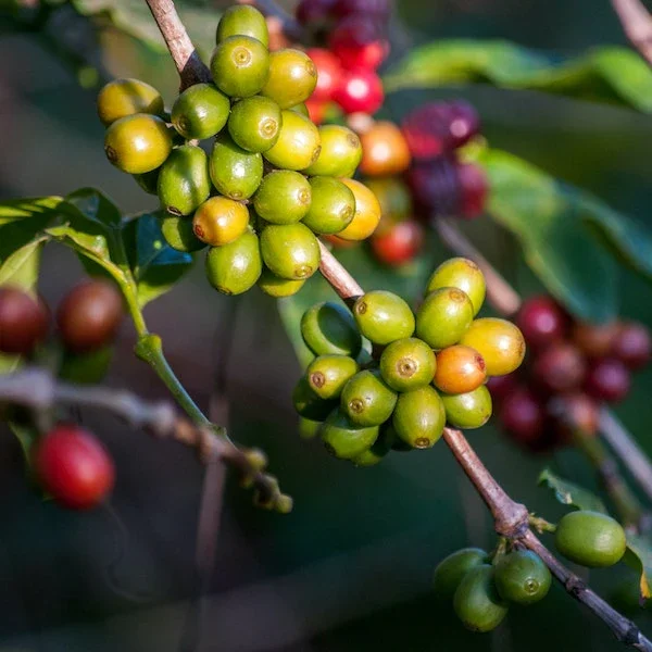 Introduction To Coffee (SCA Certificate) | March 14 | In-Person