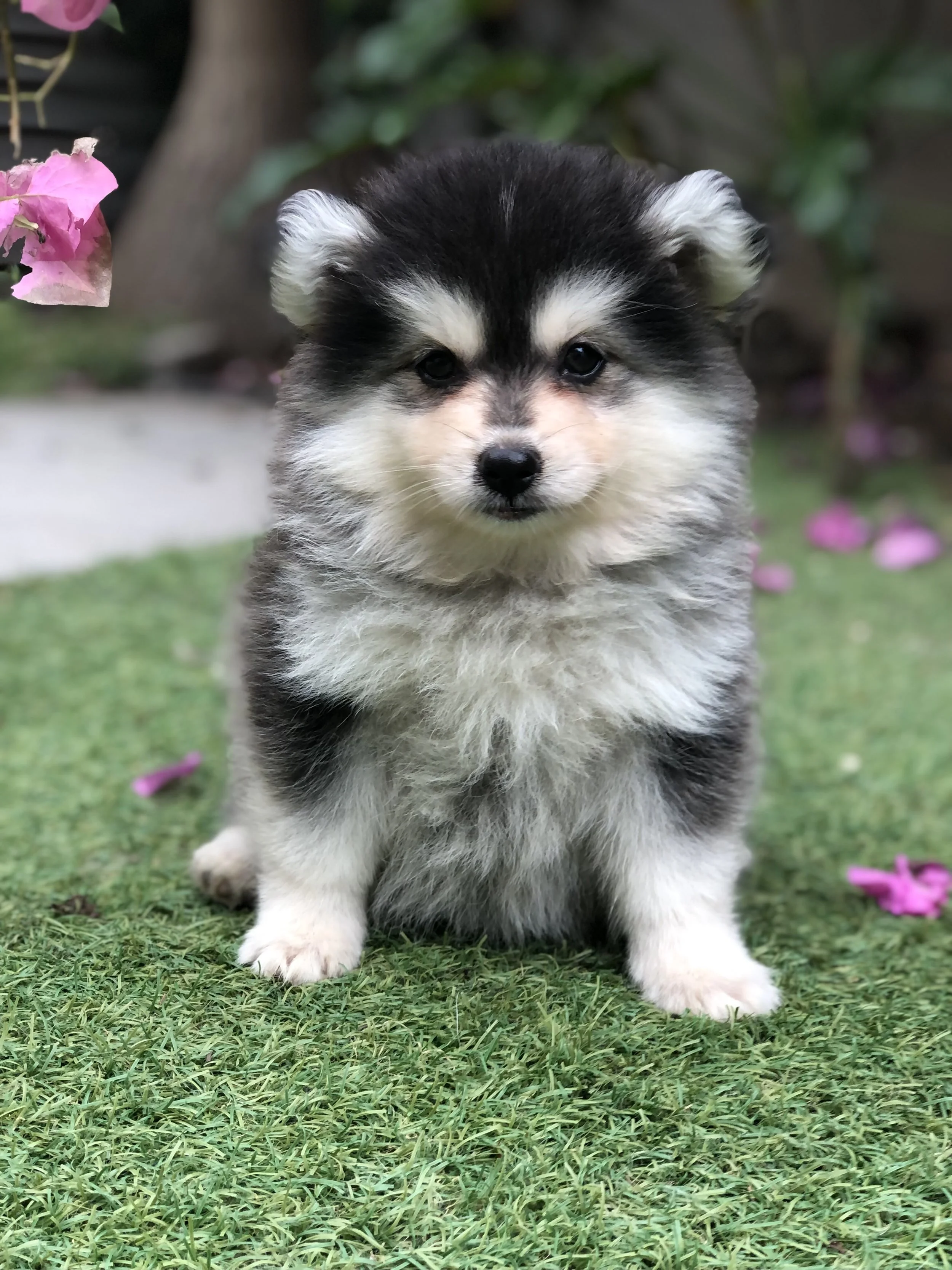 Black Mini Pomsky girl