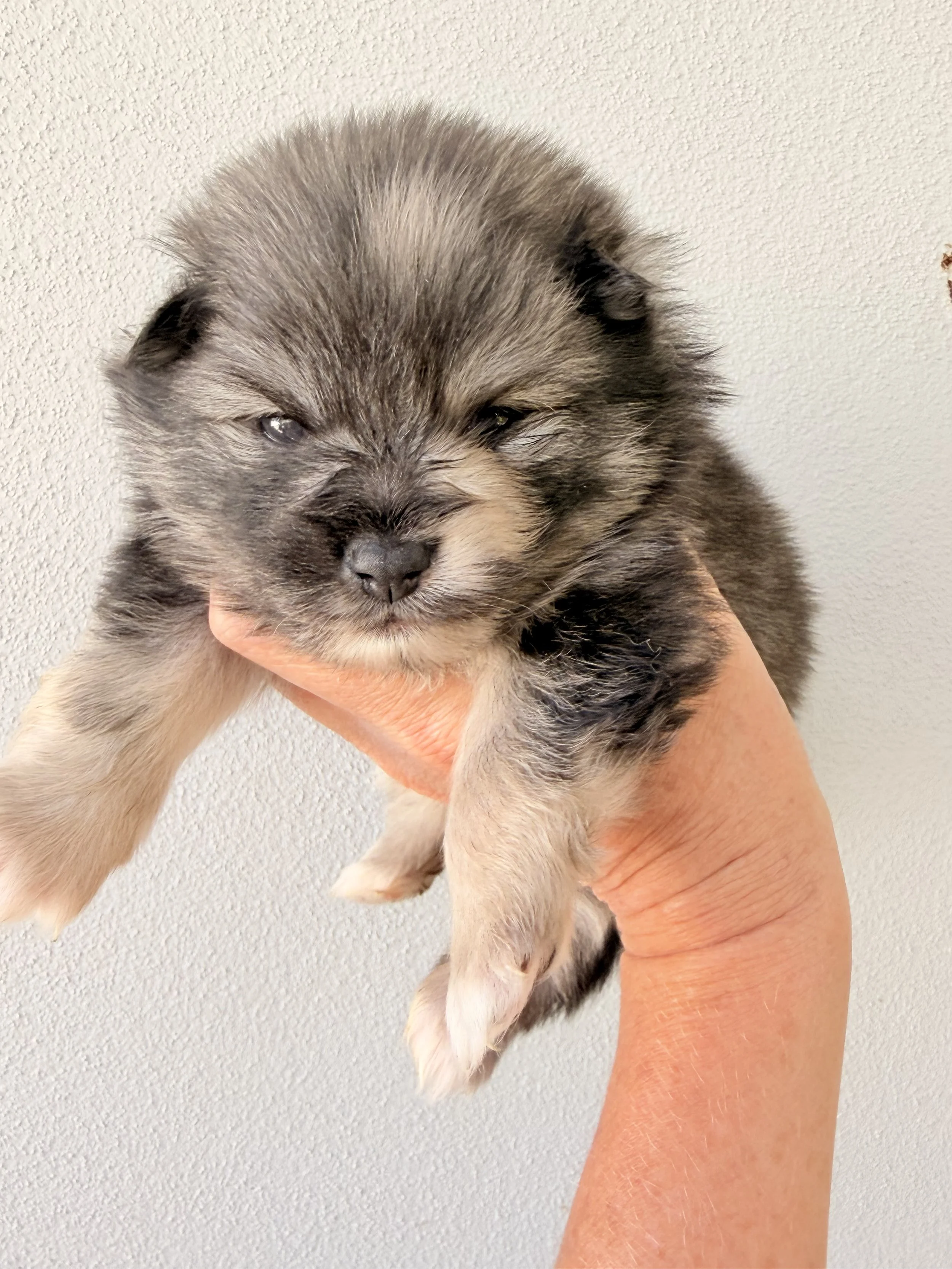 Micro pomsky Merle boy