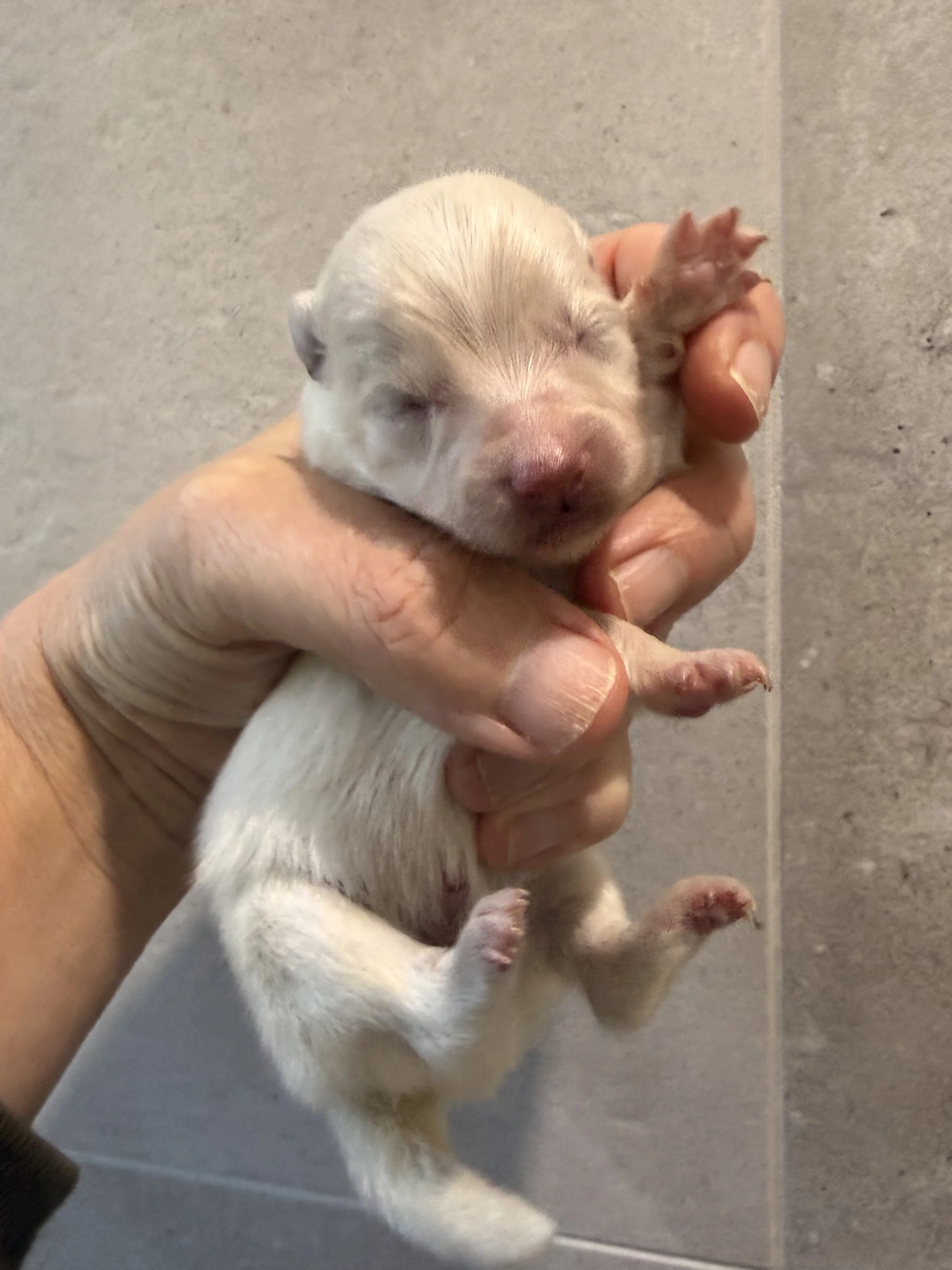 Micro pomsky boy W3