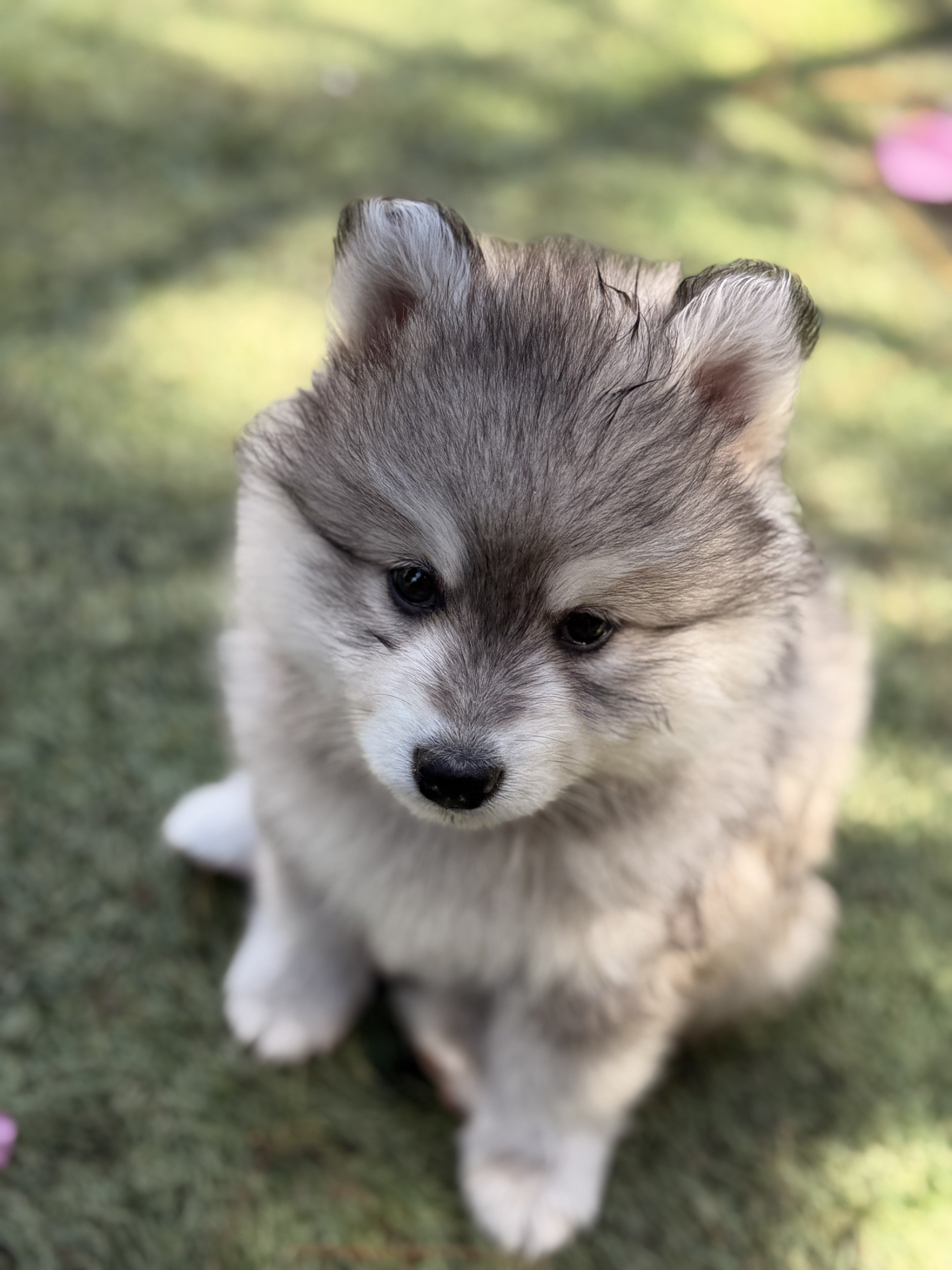 Grey pomsky boy