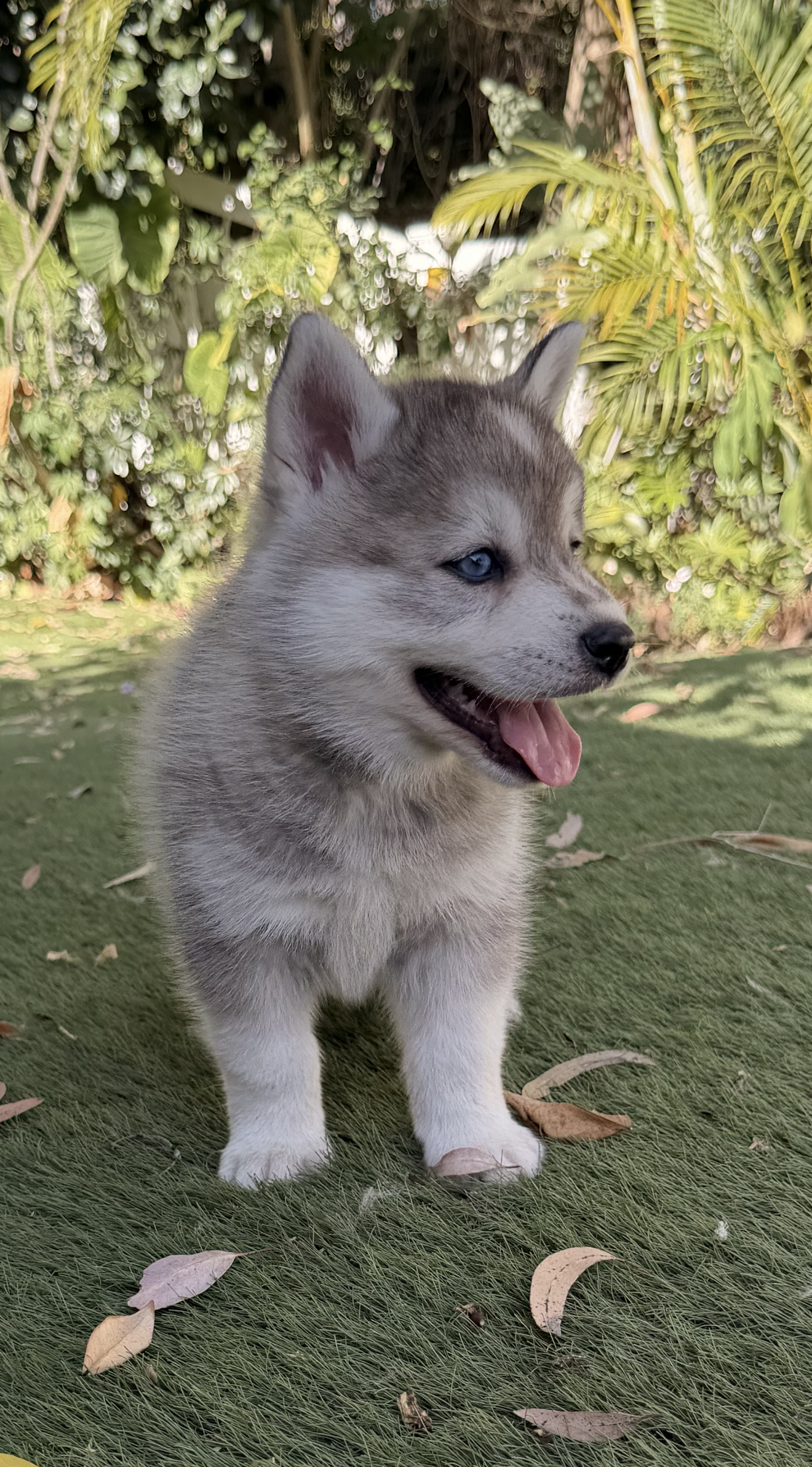 Grey boy blue eyes