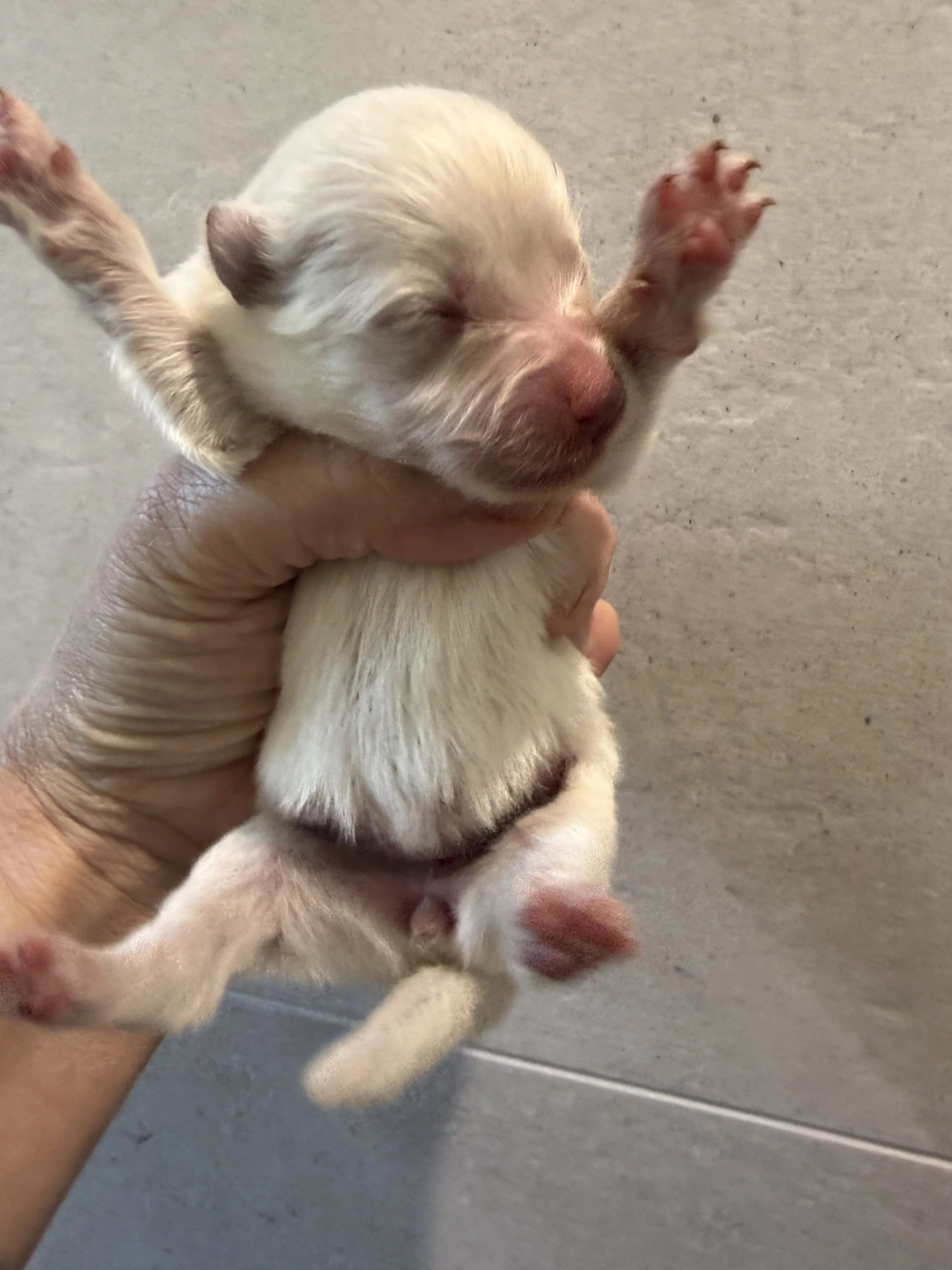 Micro pomsky girl W4