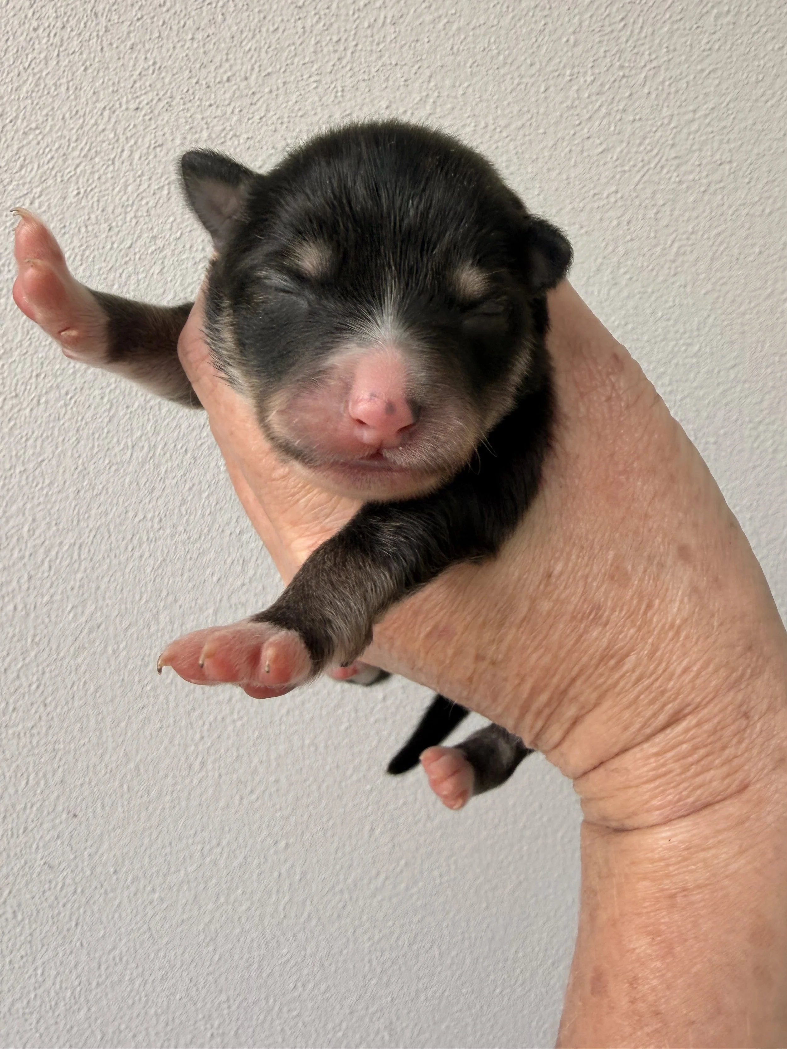 Black Aussiepom boy