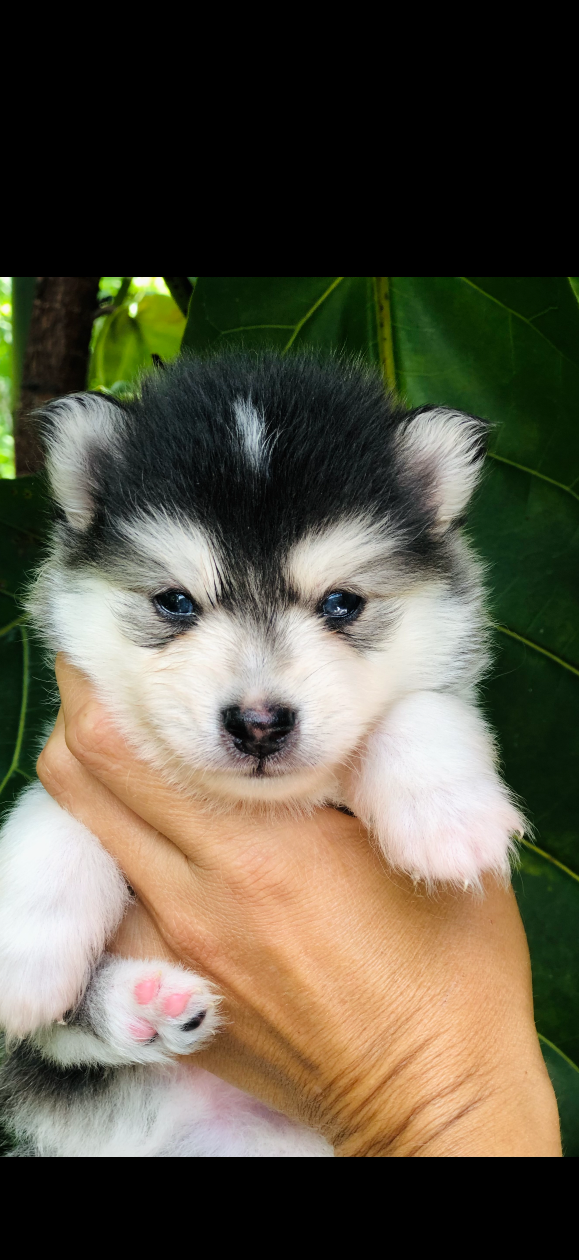 Micro pomsky boy