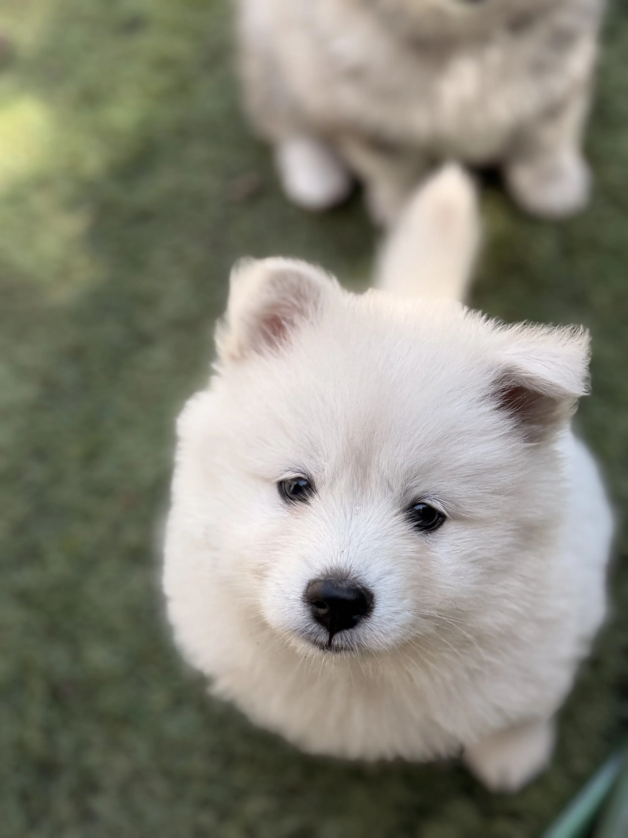 White pomsky girl