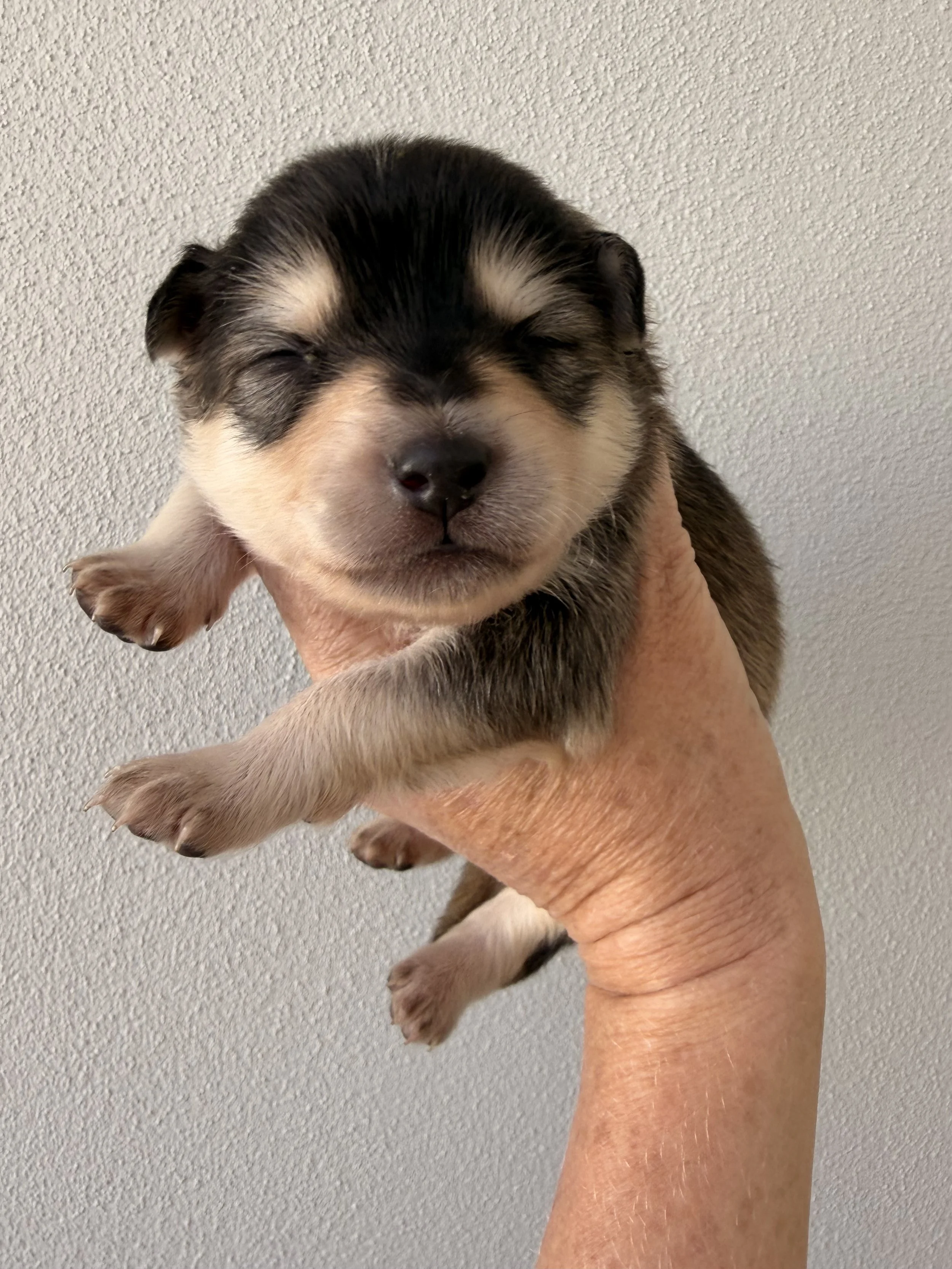 Black and tan Aussiepom boy