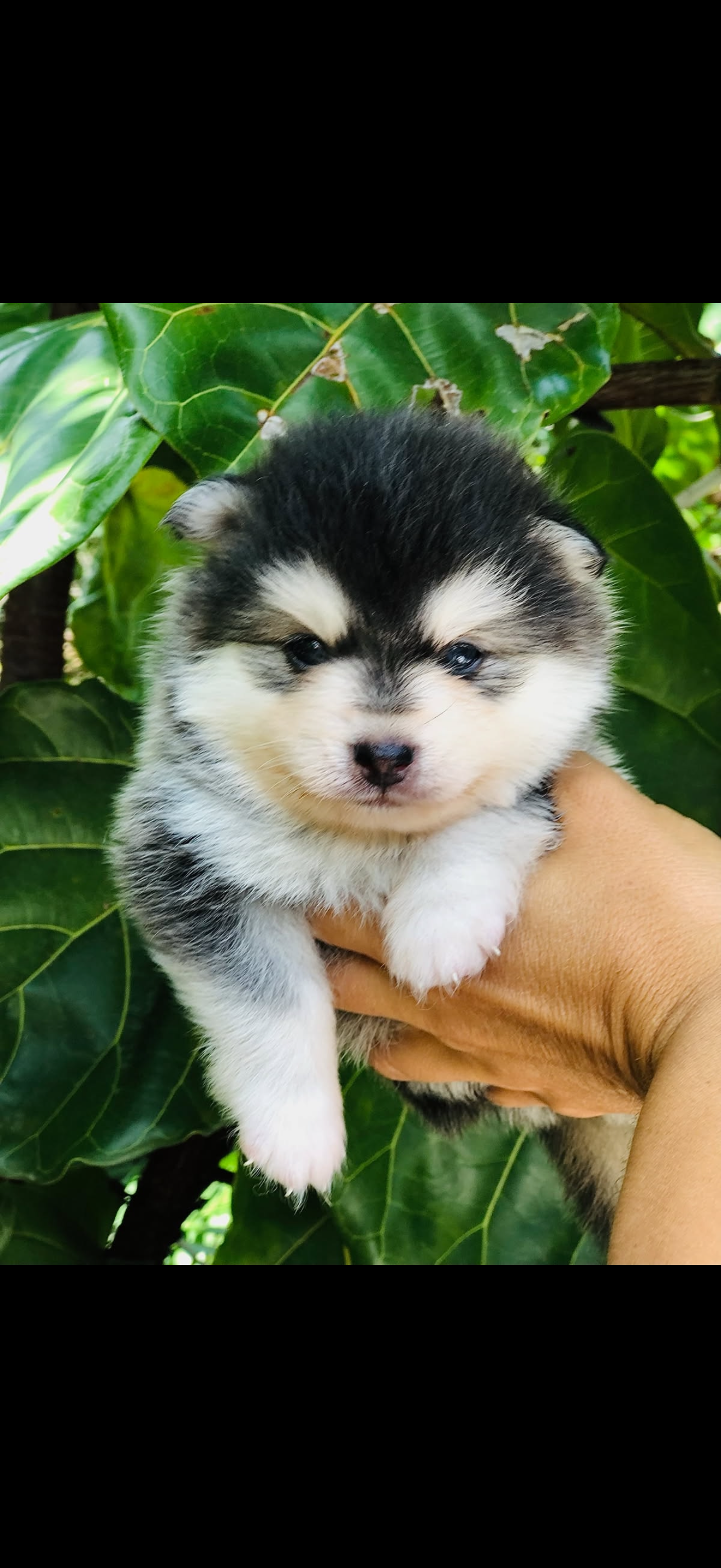 Micro pomsky black boy 2