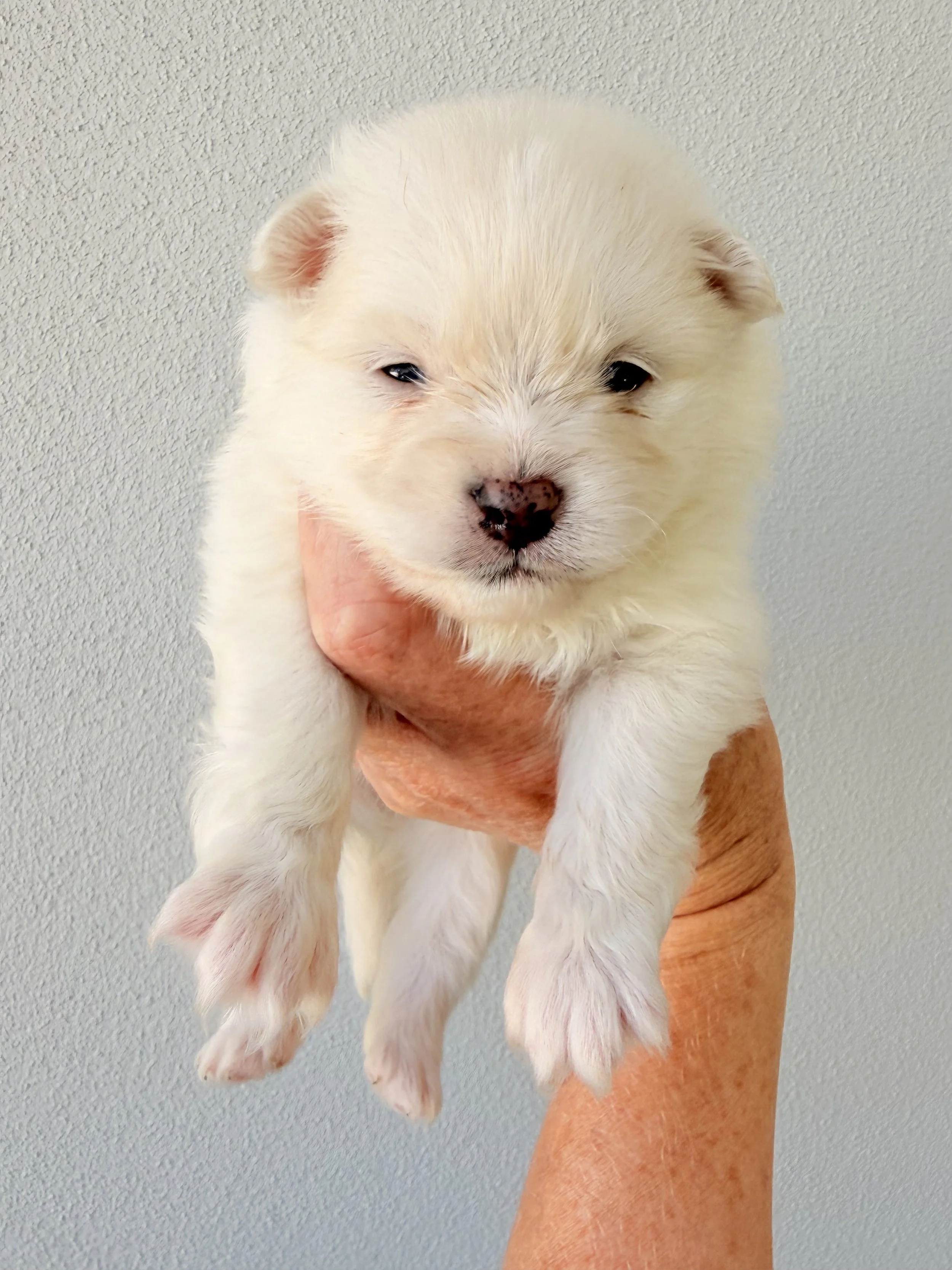 White girl micro pomsky