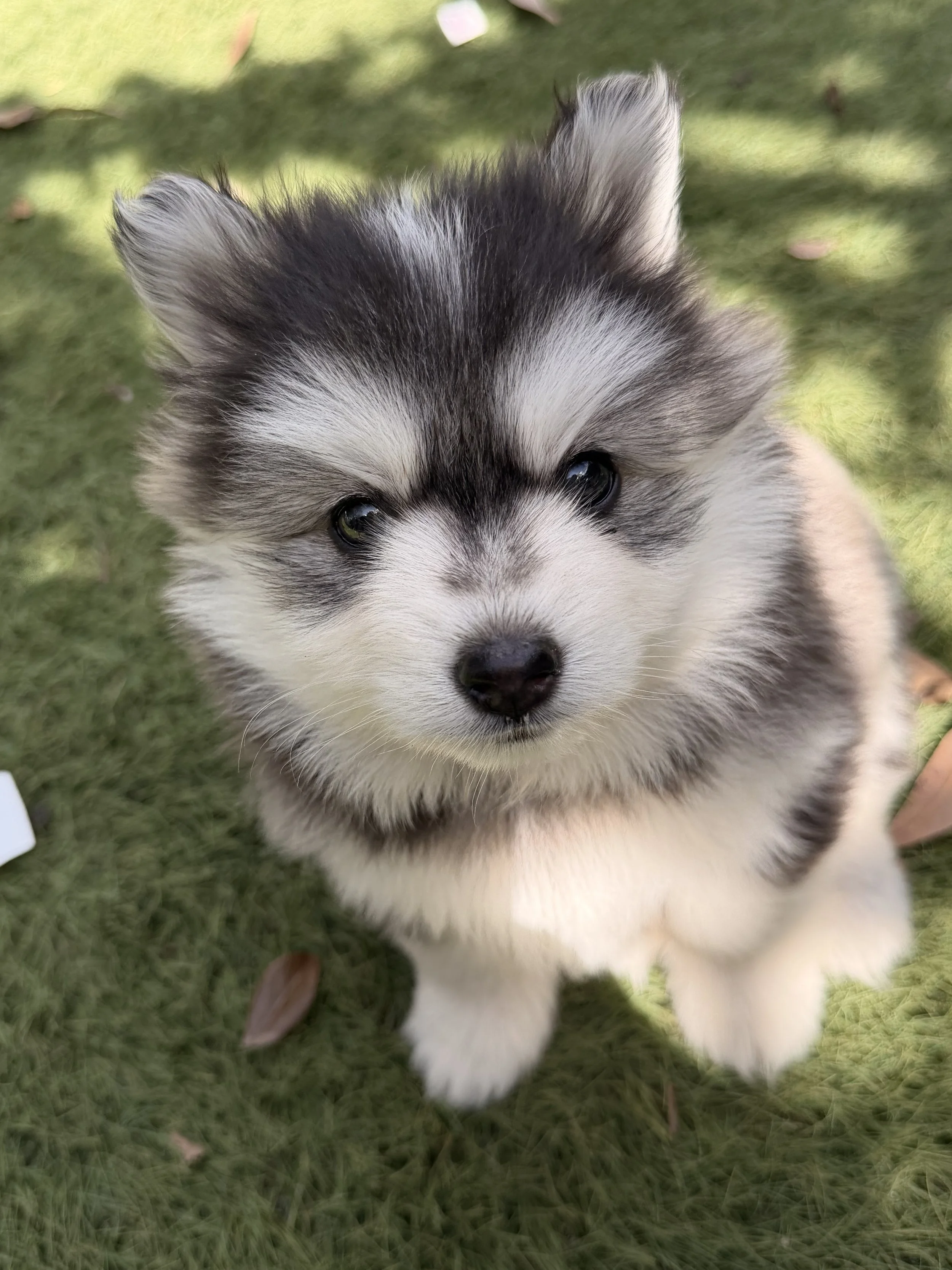 Black pomsky girl