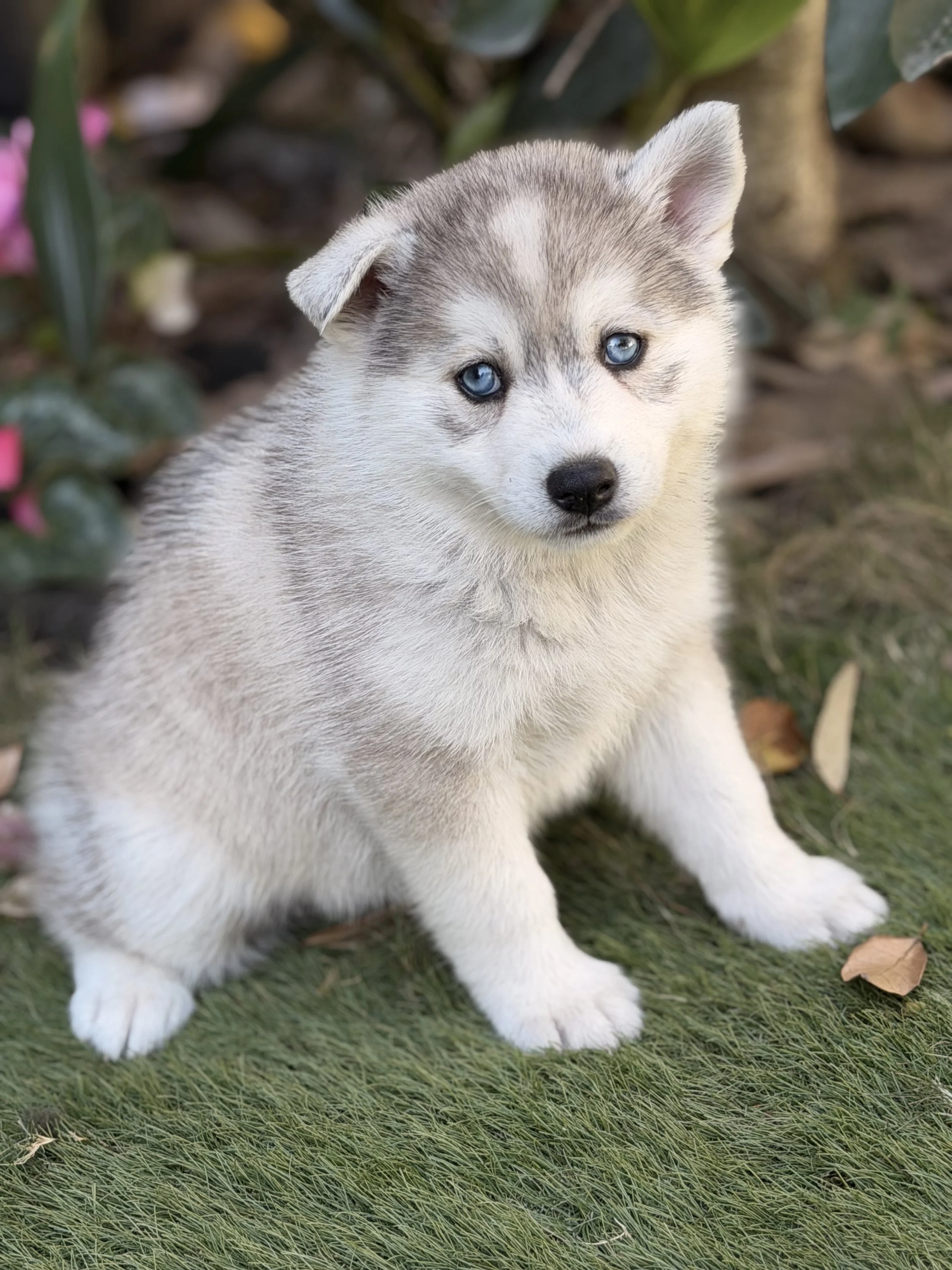 Grey girl blue eyes