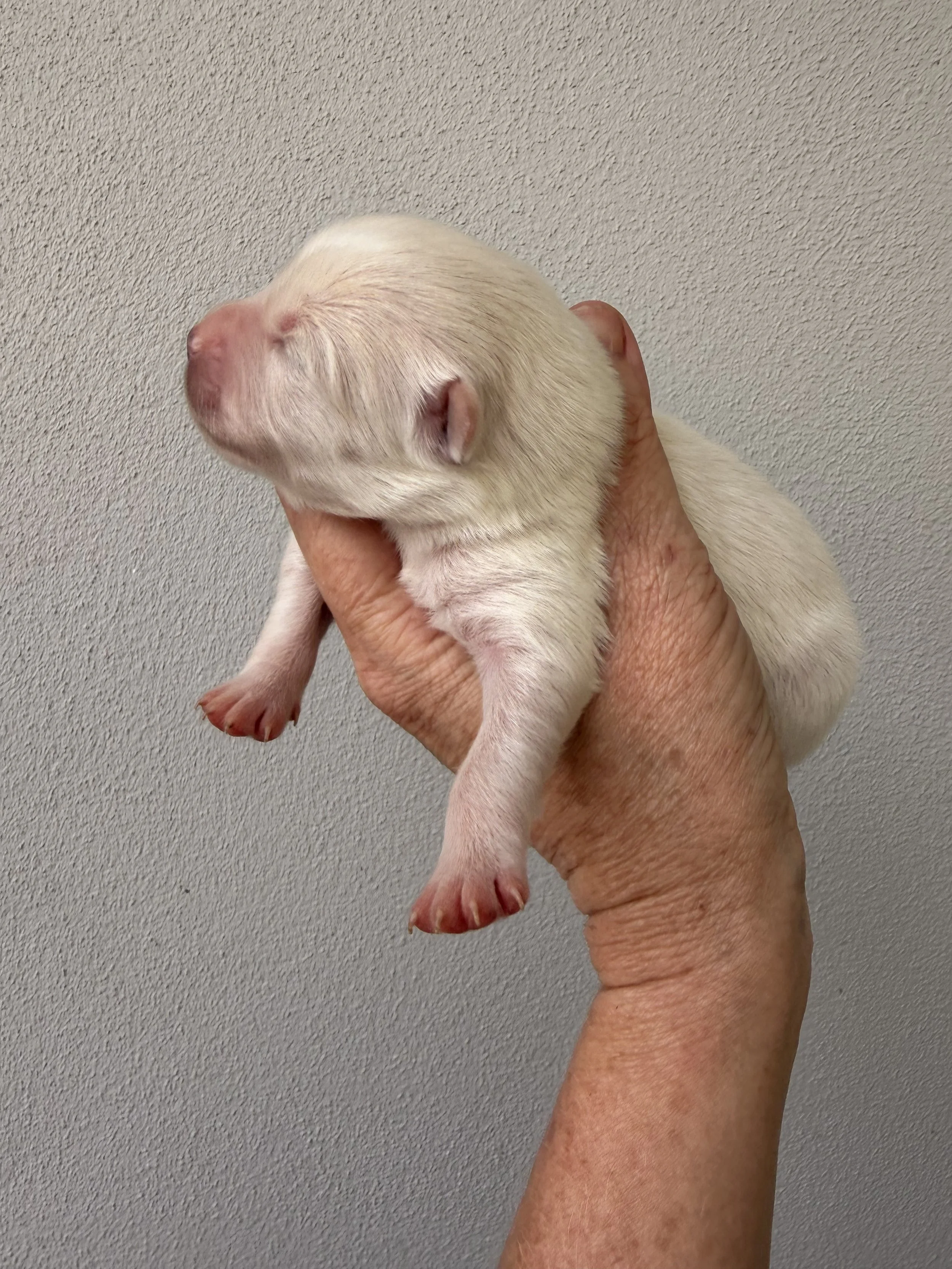 White Aussiepom girl