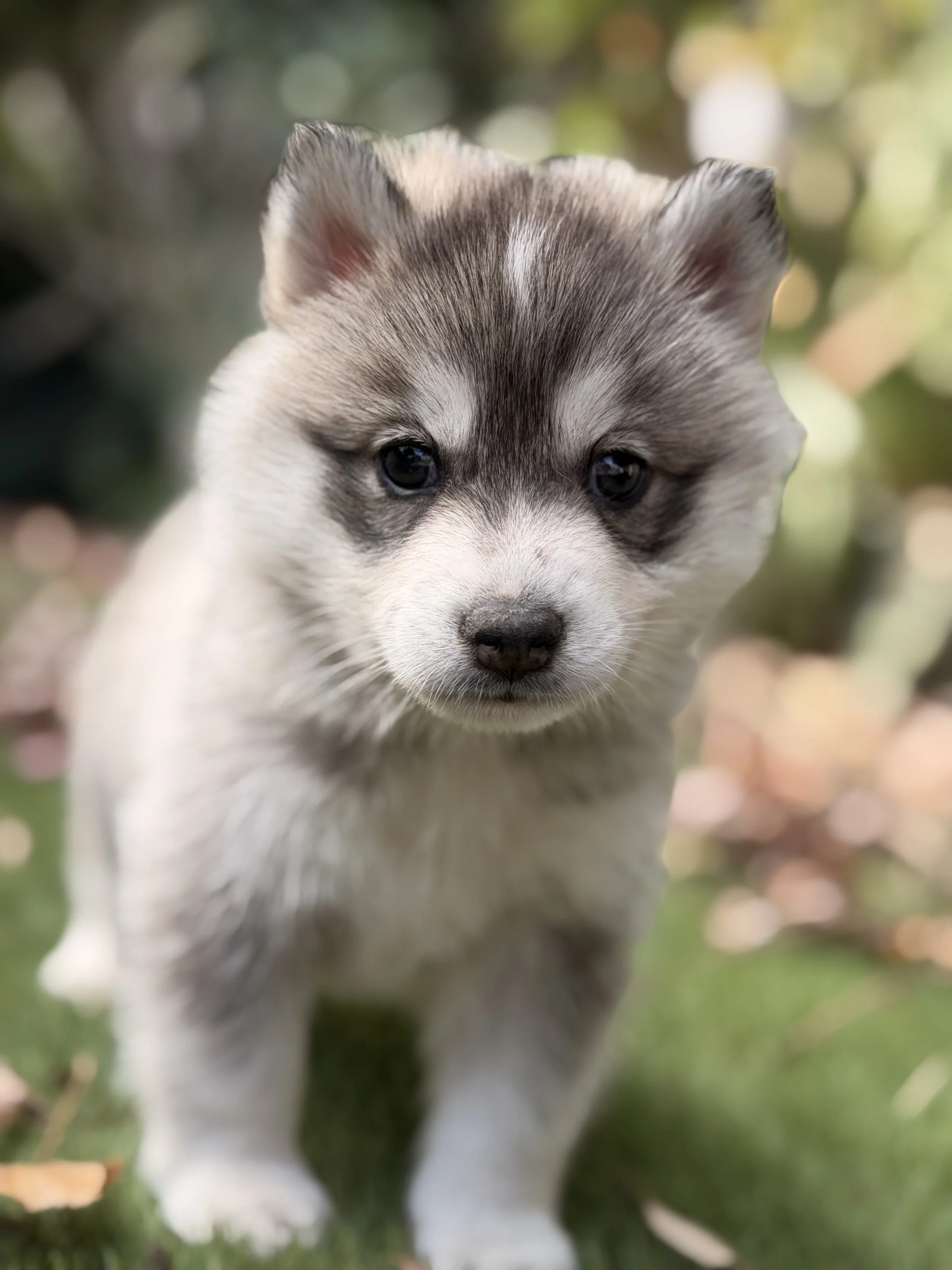 Grey boy N1