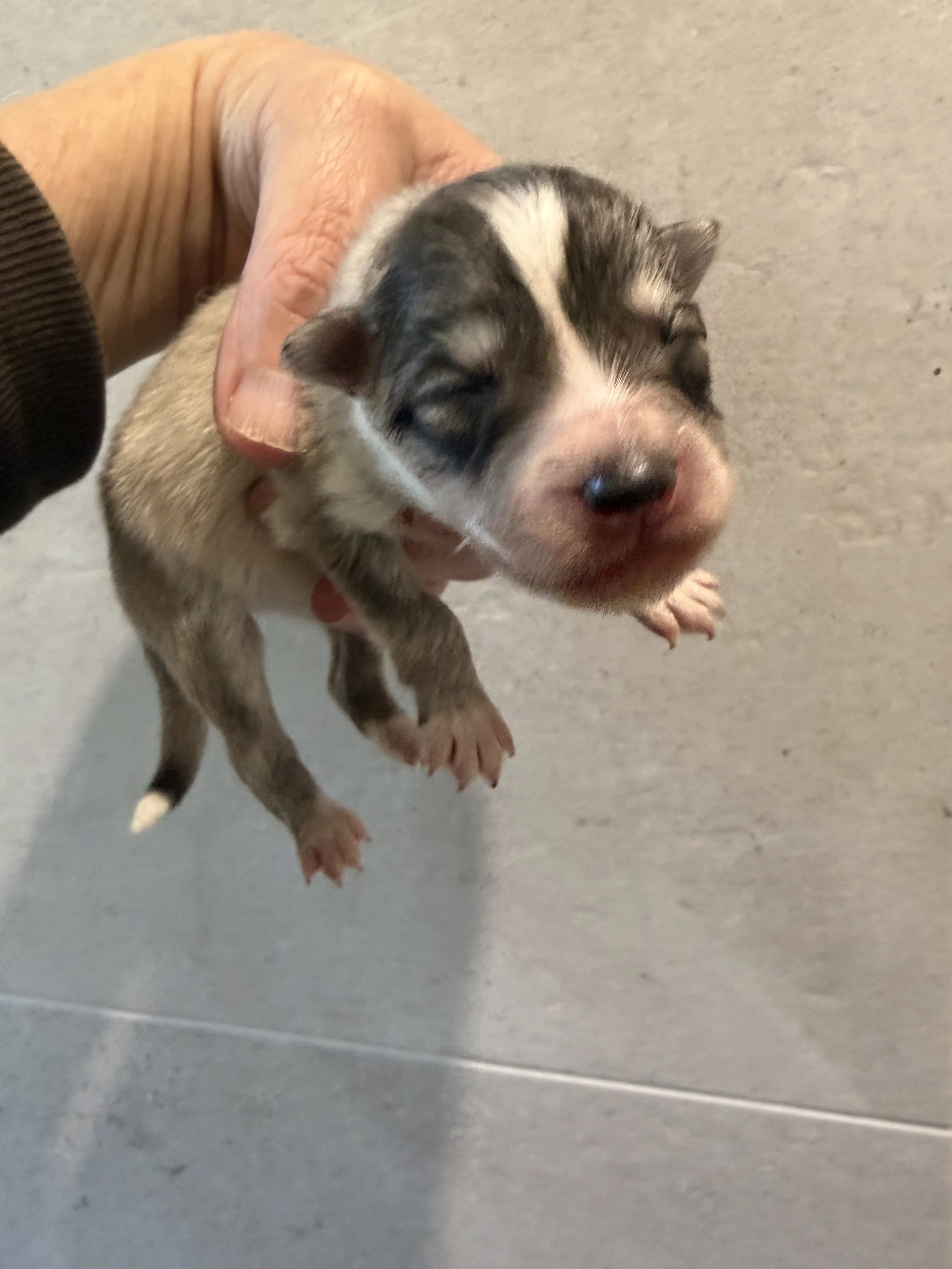 Micro pomsky boy W1