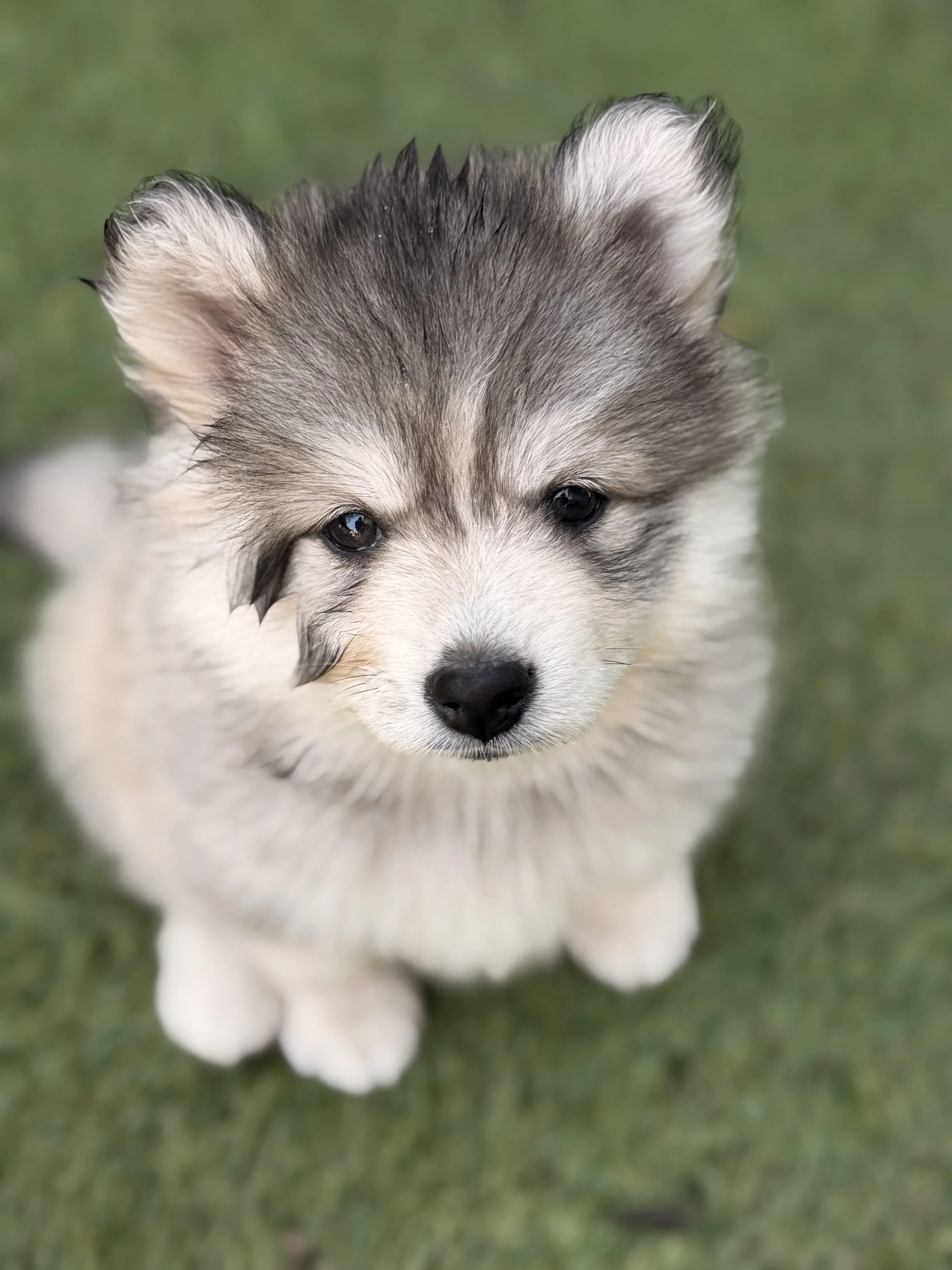 Grey pomsky girl