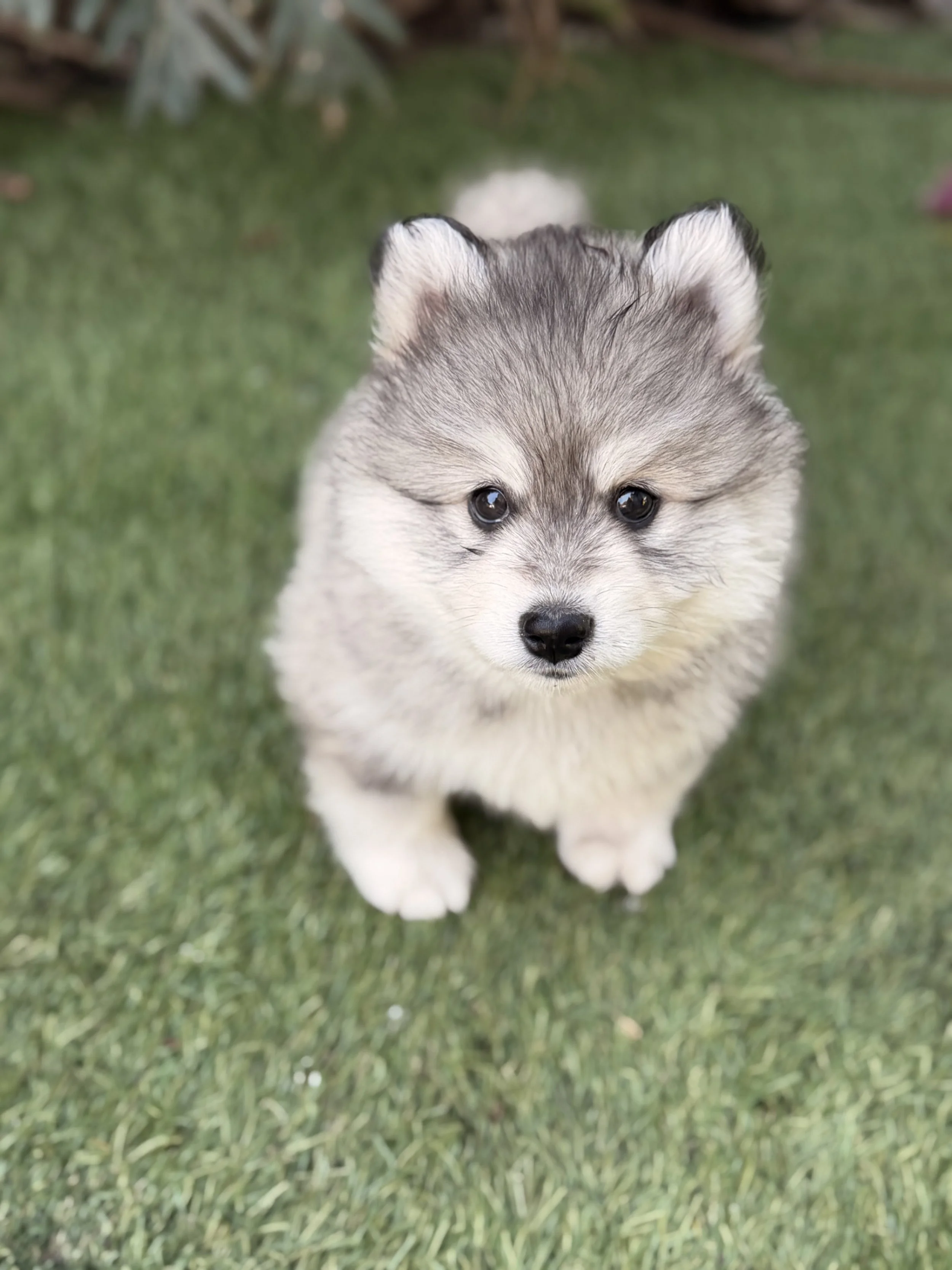 Grey pomsky girl