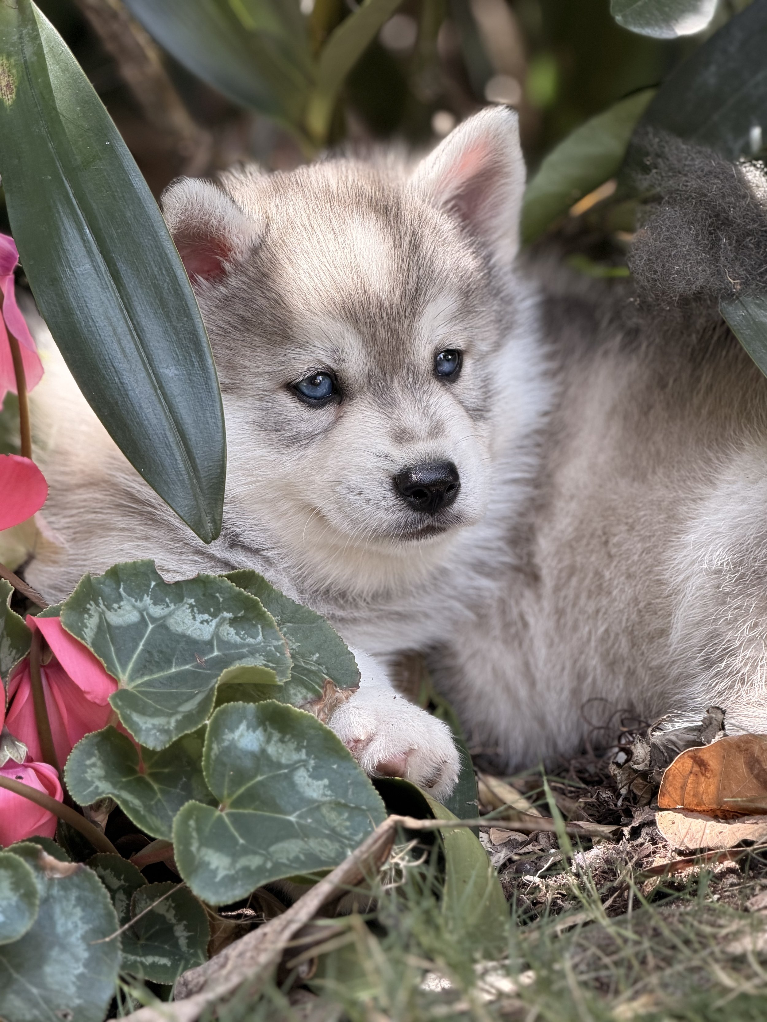 Gray boy Blue eyes