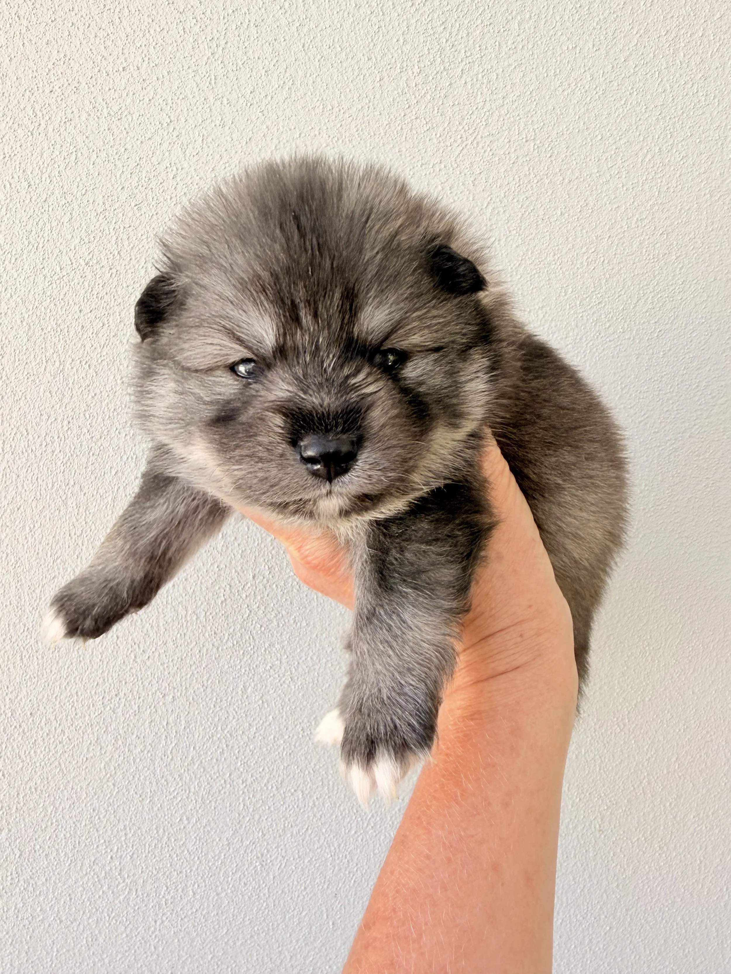 Grey micro pomsky boy