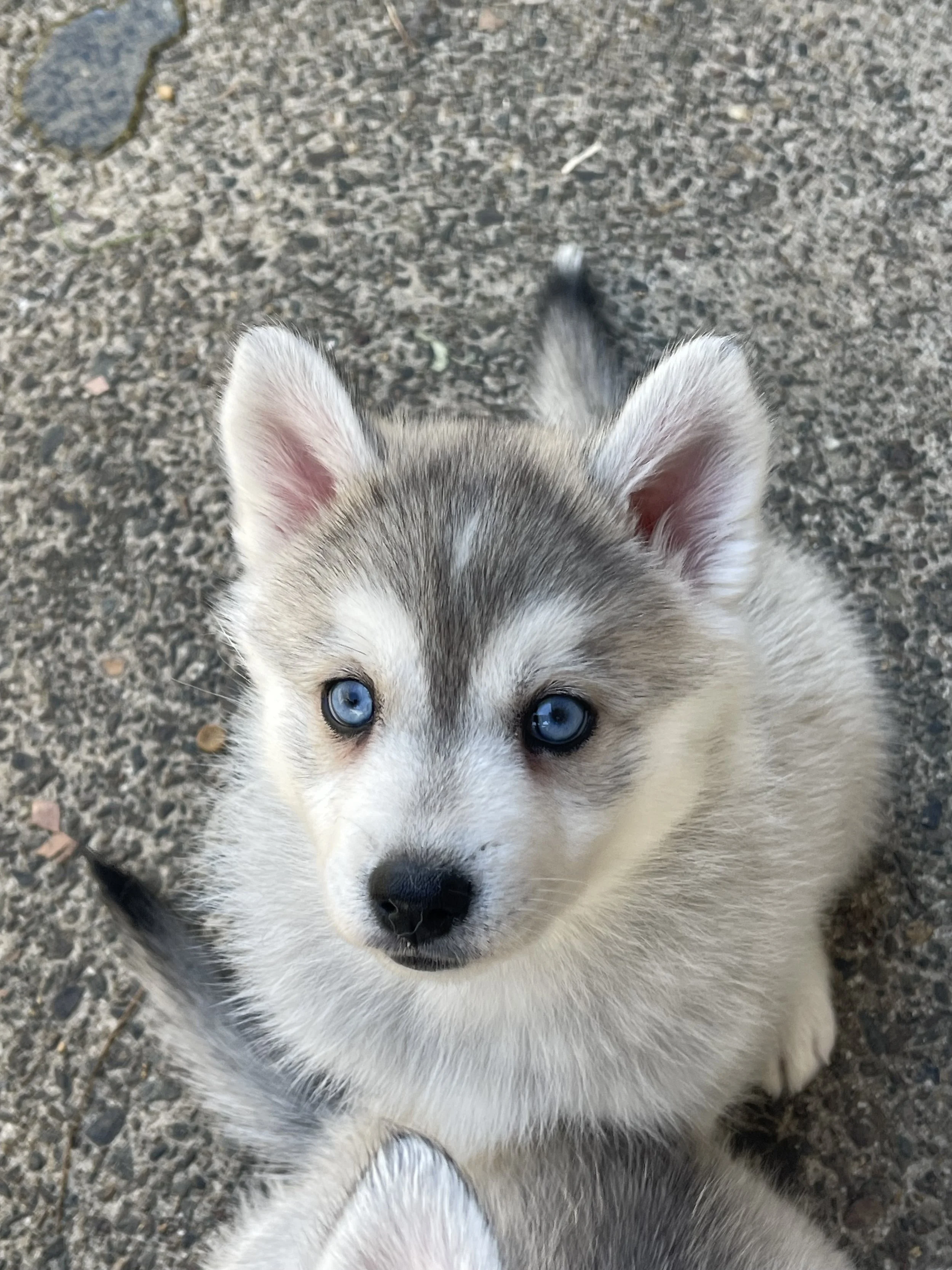 Grey girl blue eyes S1