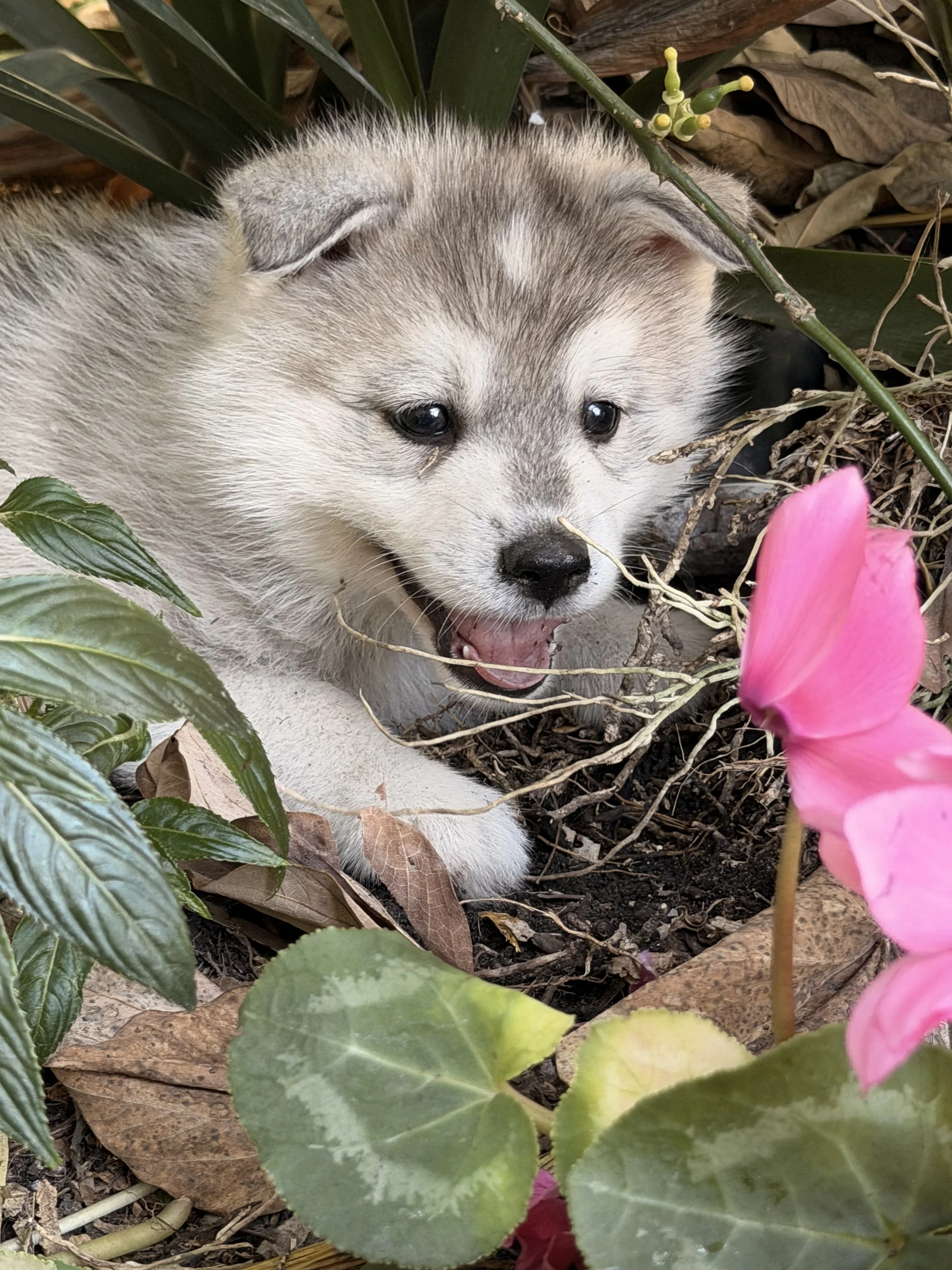 Grey pomsky boy