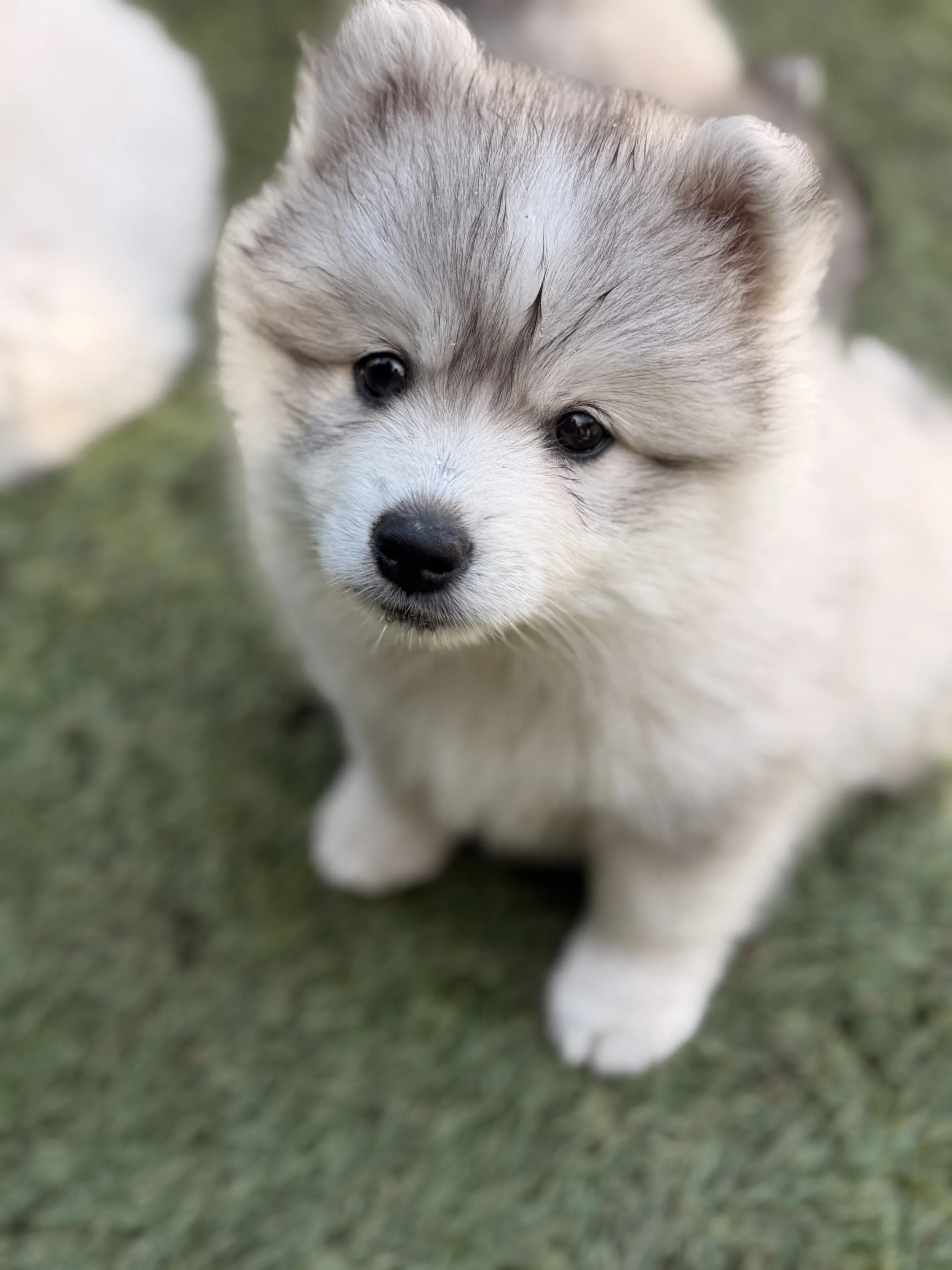 Grey pomsky girl