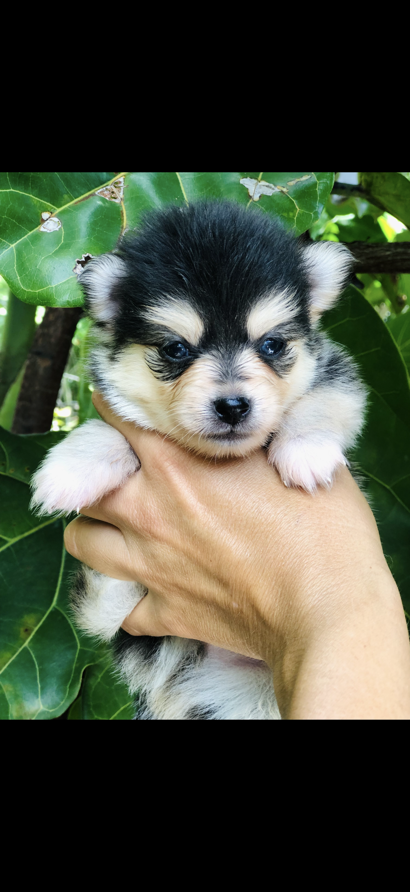 Micro pomsky boy 3