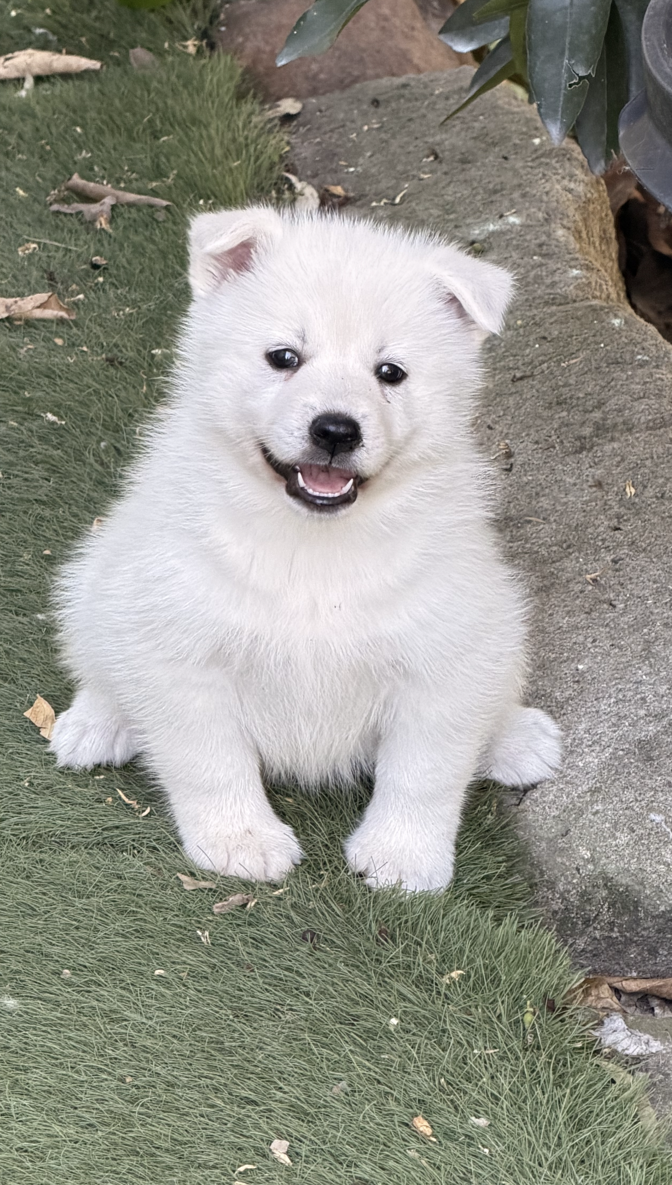 White Pomsky girl