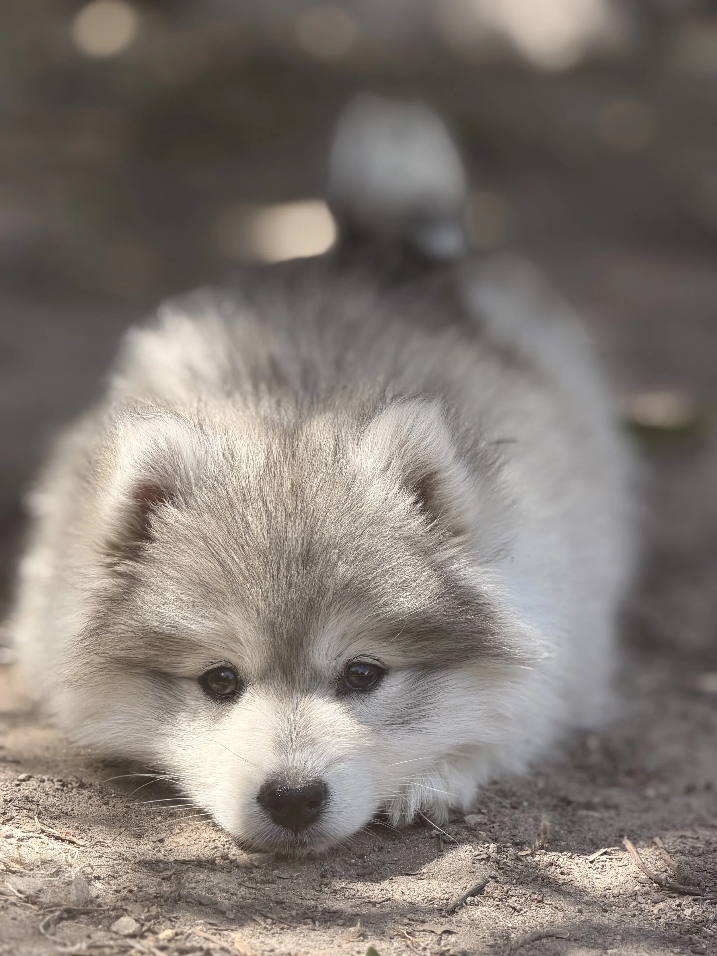 Grey pomsky girl