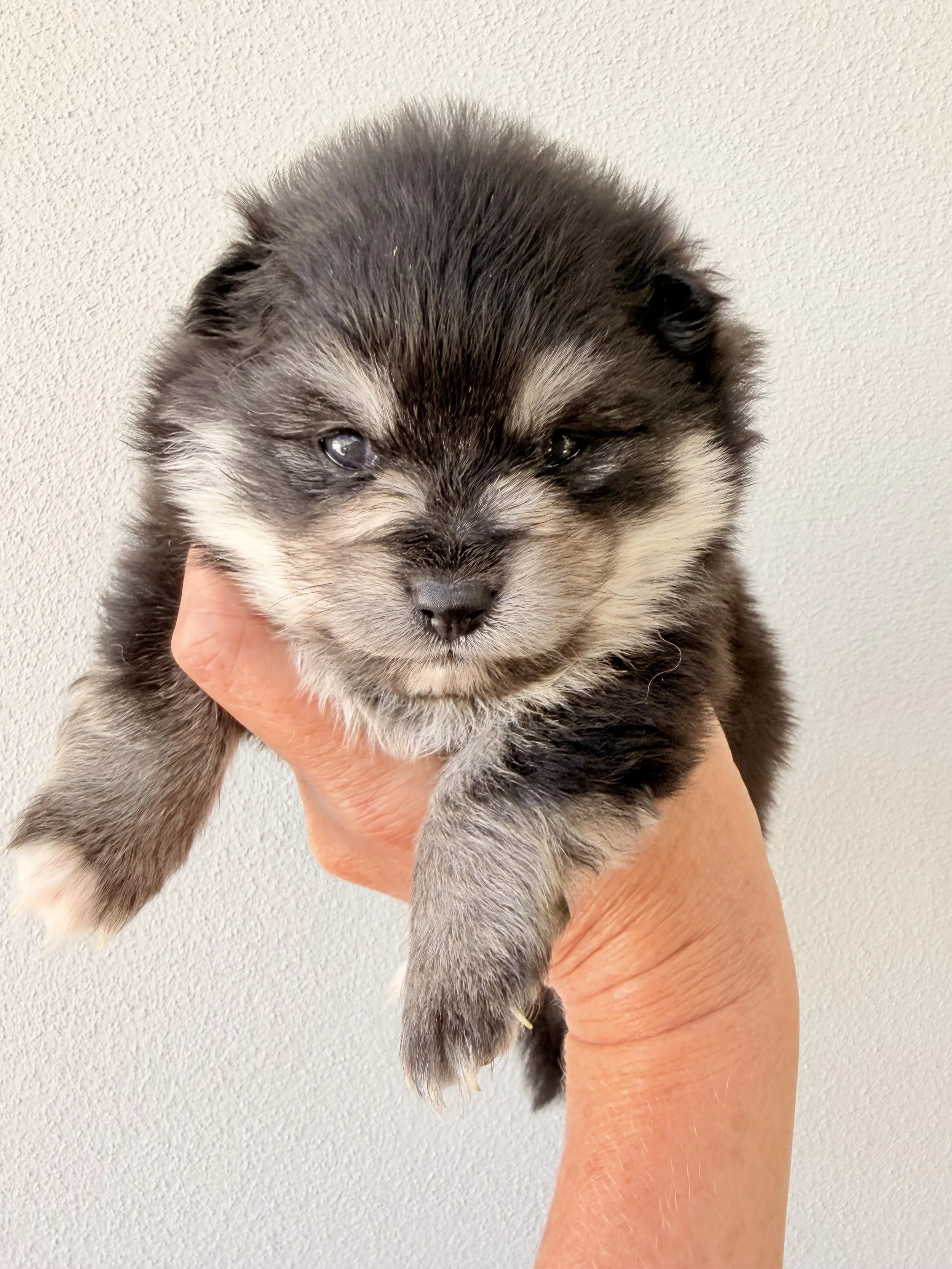 Black micro pomsky boy