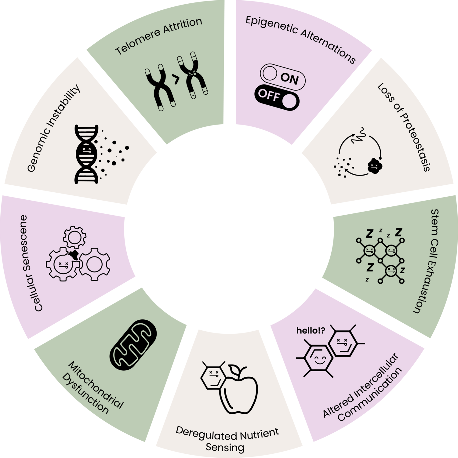 NMN vs. Resveratrol the difference explained. — For Youth