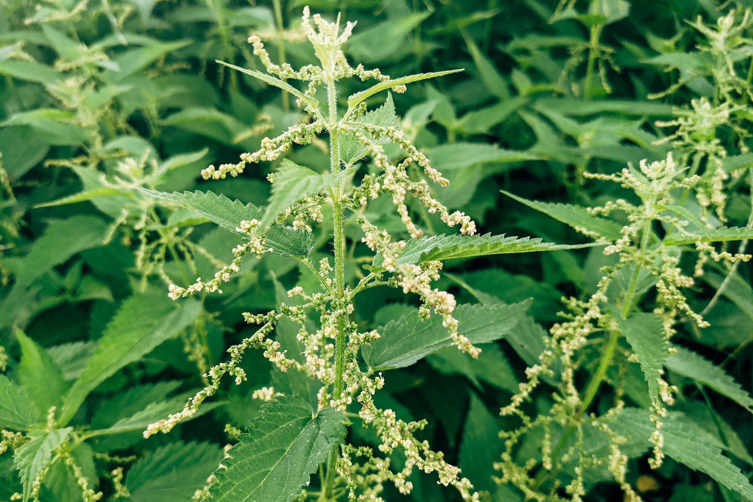 Nettle is a powerhouse of Goddess goodness