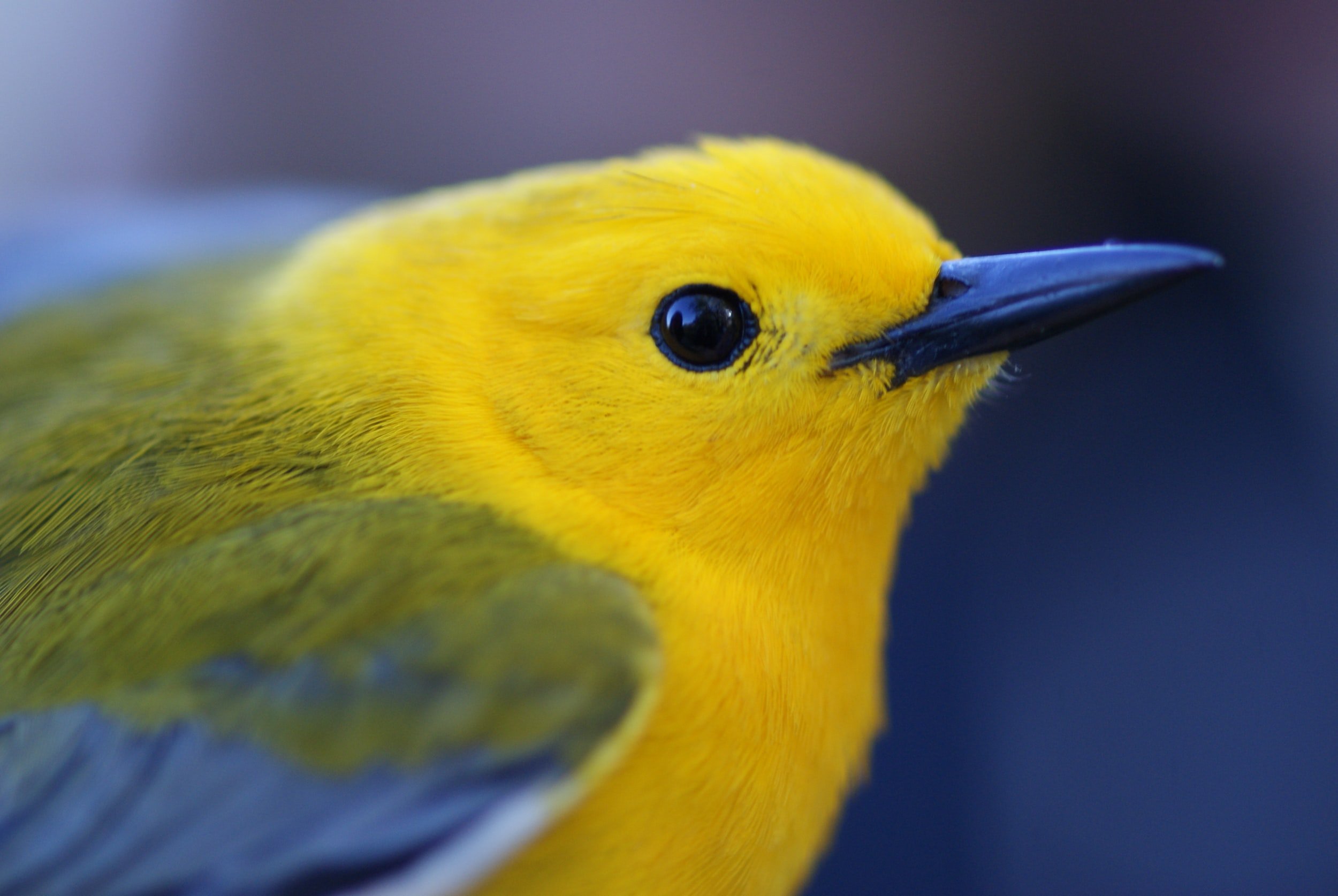 Canary in the coalmine