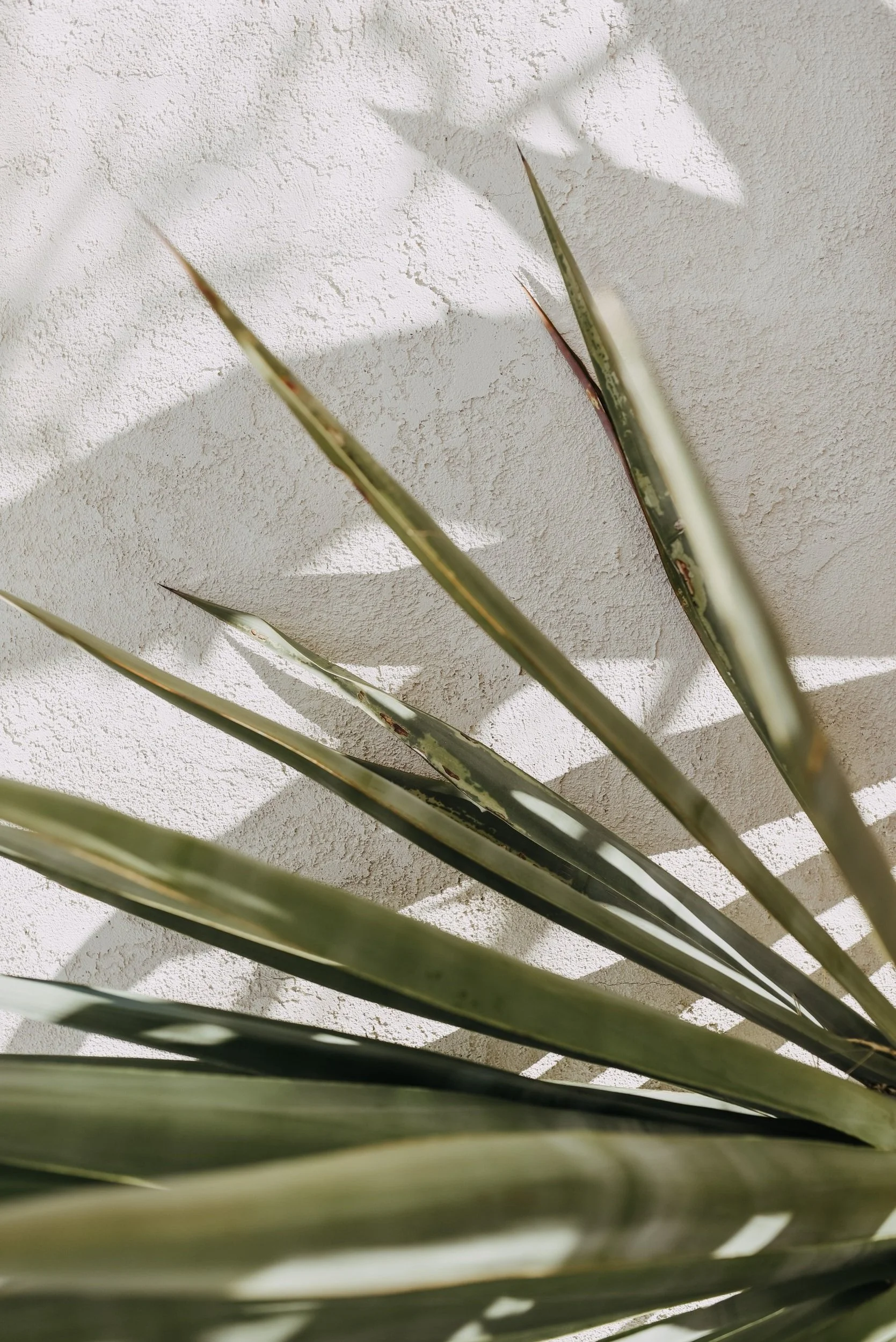 Close-up of green leaves with elongated shape casting shadows on a white textured wall.