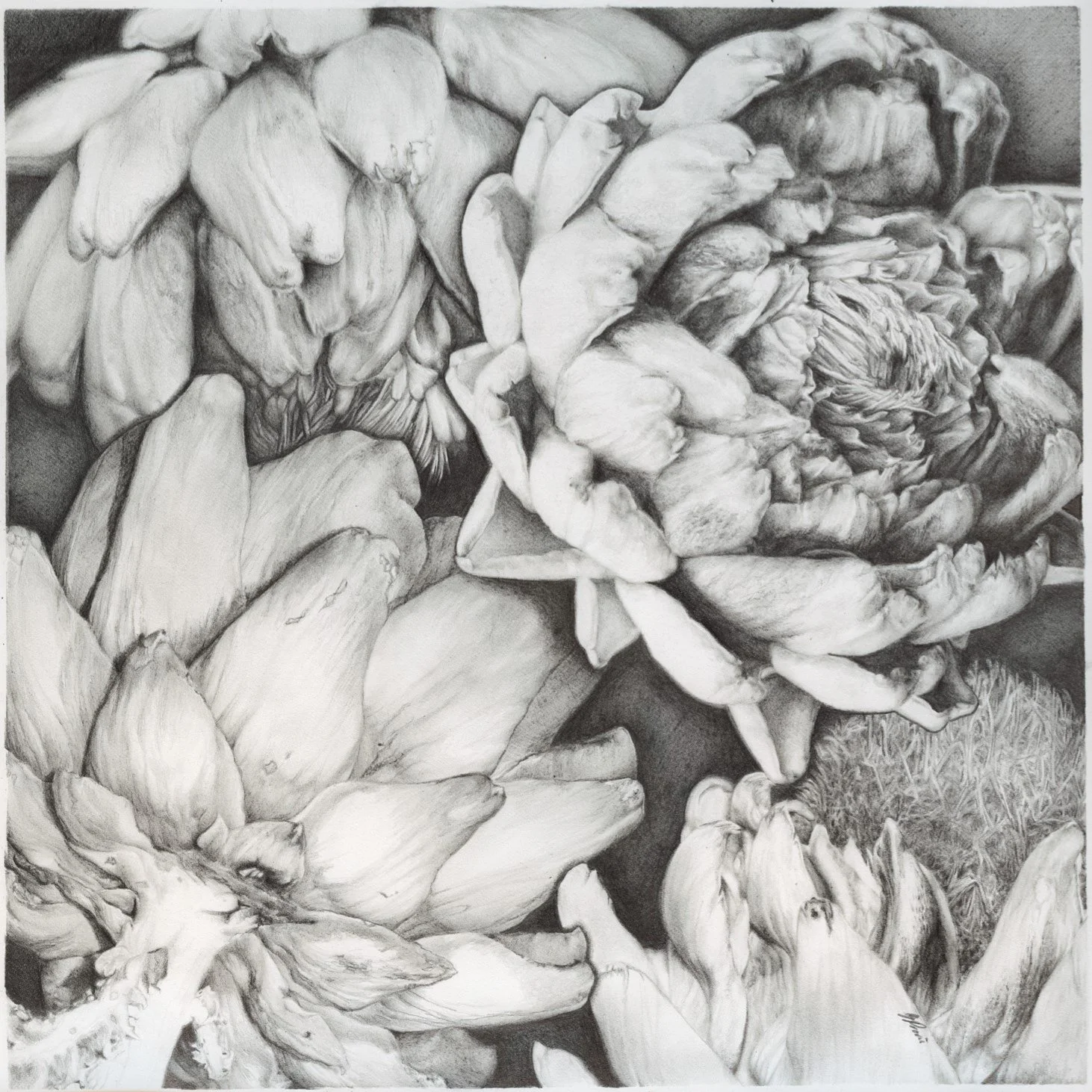 A detailed black and white pencil drawing of several large, overlapping artichoke flowers with intricate shading and textured petals by Greer Provis.
