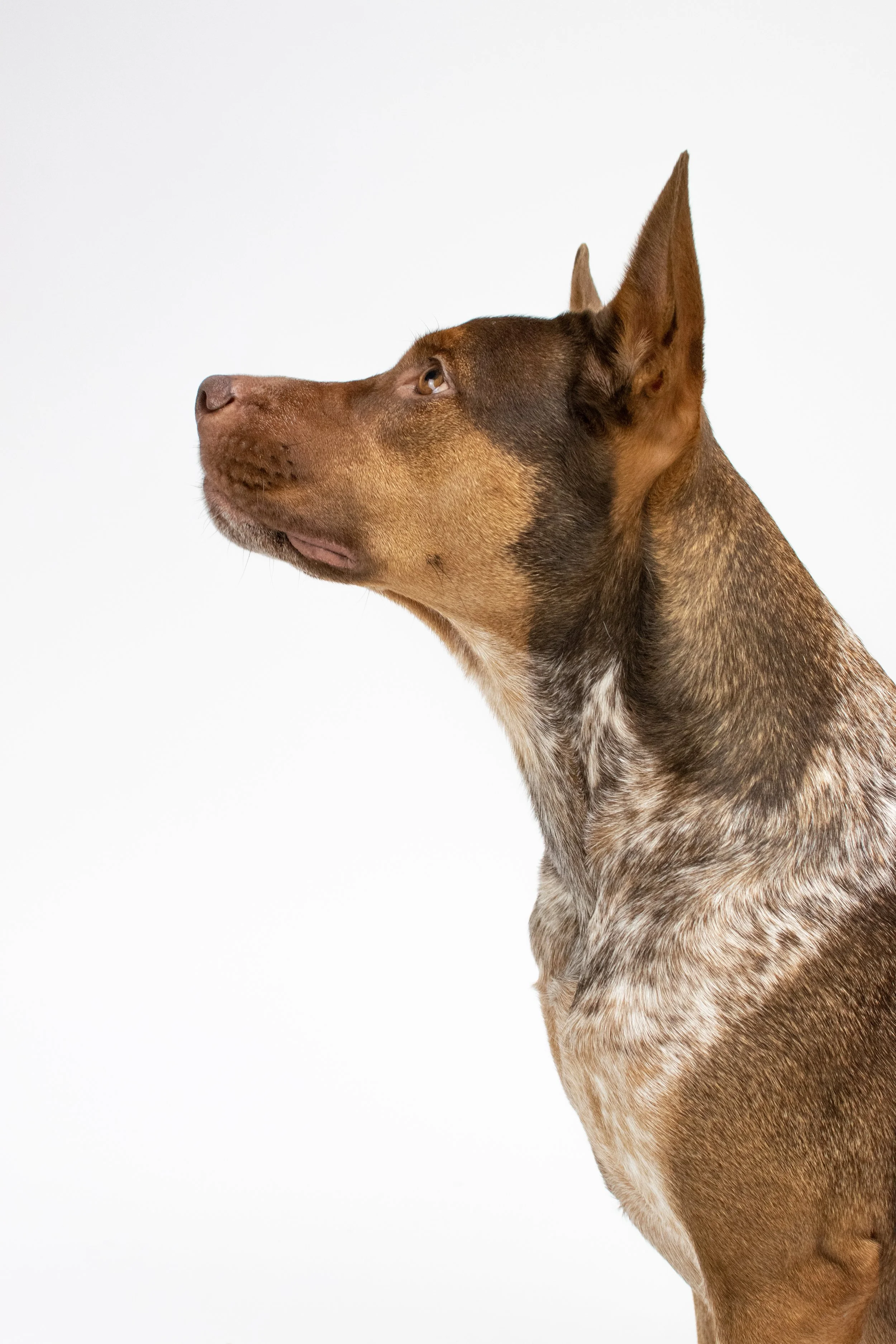 Fine Art Dog Photography - Eleven Paws Photography, Dog Portrait Studio in Historic Downtown Poulsbo, Washington. Located inside of Poulsbo's premier dog boutique, The NW Dog. 

© 2023 | All Rights Reserved | Photos by Mekinsey Green - Eleven Paws Ph