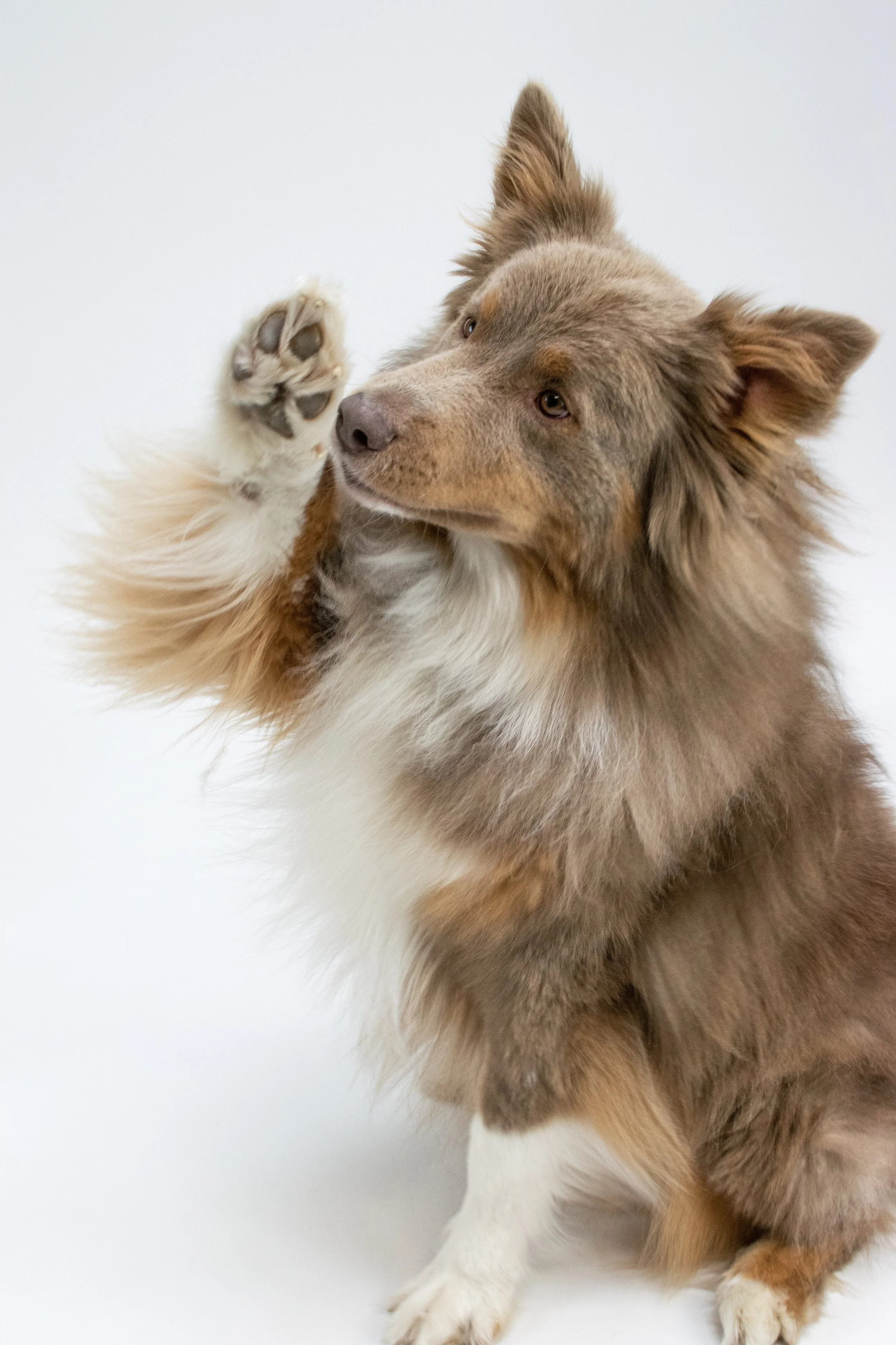 Professional Photographer located inside of Poulsbo's premier dog boutique, The NW Dog. Serving pet lovers on the Kitsap Peninsula and surrounding areas of Western Washington. 

© 2023 | All Rights Reserved | Photos by Mekinsey Green - Eleven Paws Ph