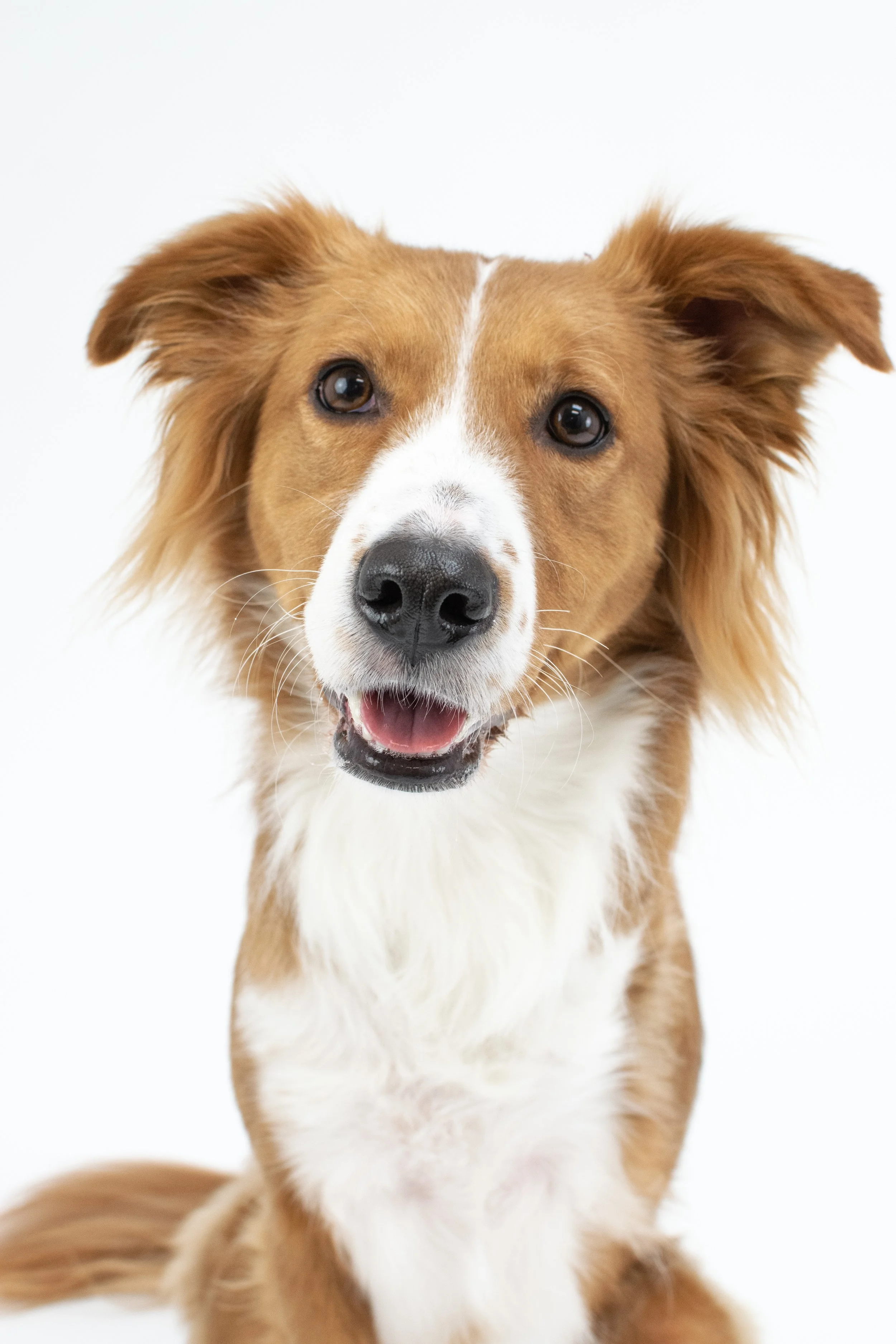 Eleven Paws Photography, Dog Portrait Studio in Historic Downtown Poulsbo, Washington. Located inside of Poulsbo's premier dog boutique, The NW Dog. 

© 2023 | All Rights Reserved | Photos by Mekinsey Green - Eleven Paws Photography