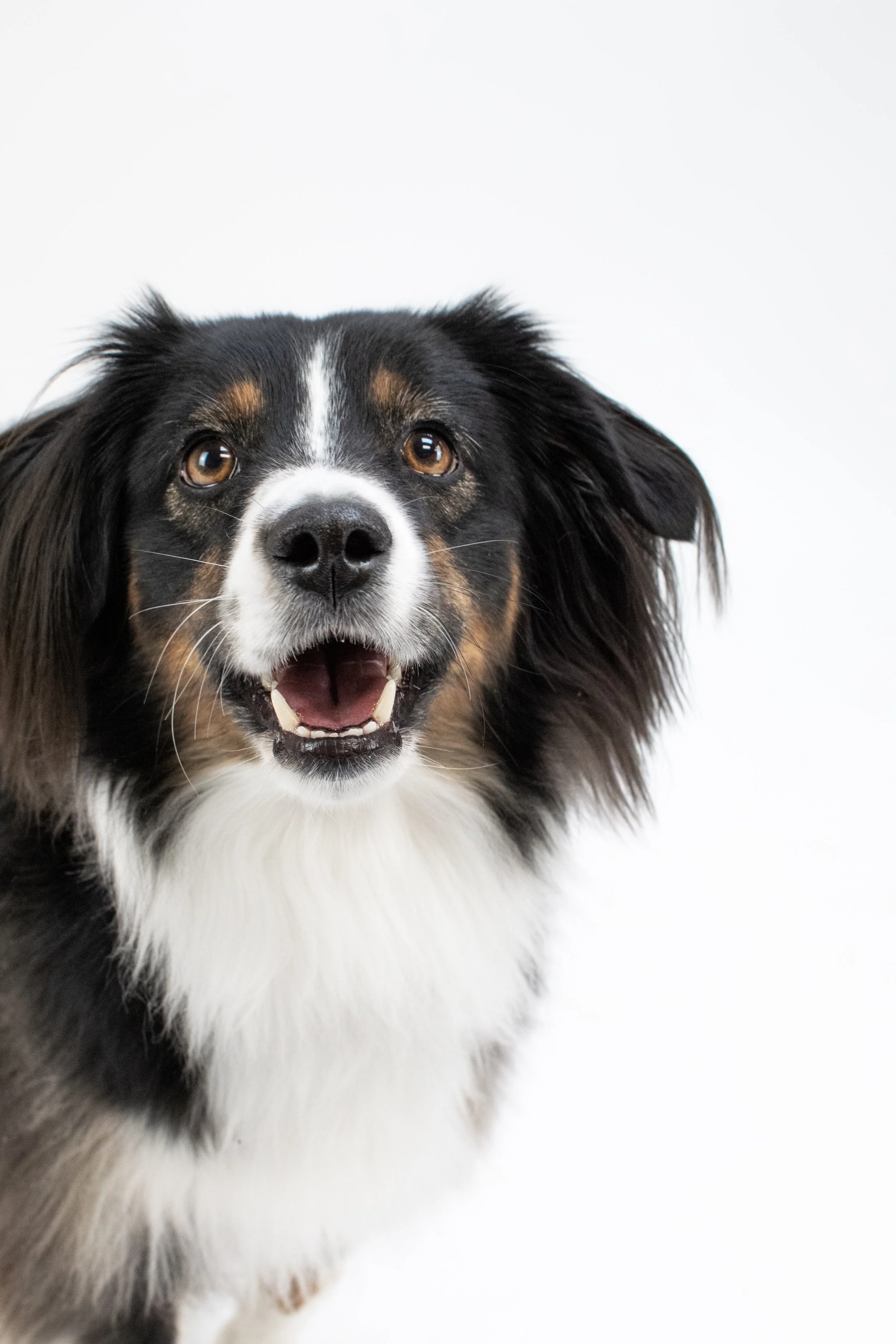 Eleven Paws Photography, Dog Portrait Studio in Historic Downtown Poulsbo, Washington. Located inside of Poulsbo's premier dog boutique, The NW Dog. 

© 2023 | All Rights Reserved | Photos by Mekinsey Green - Eleven Paws Photography