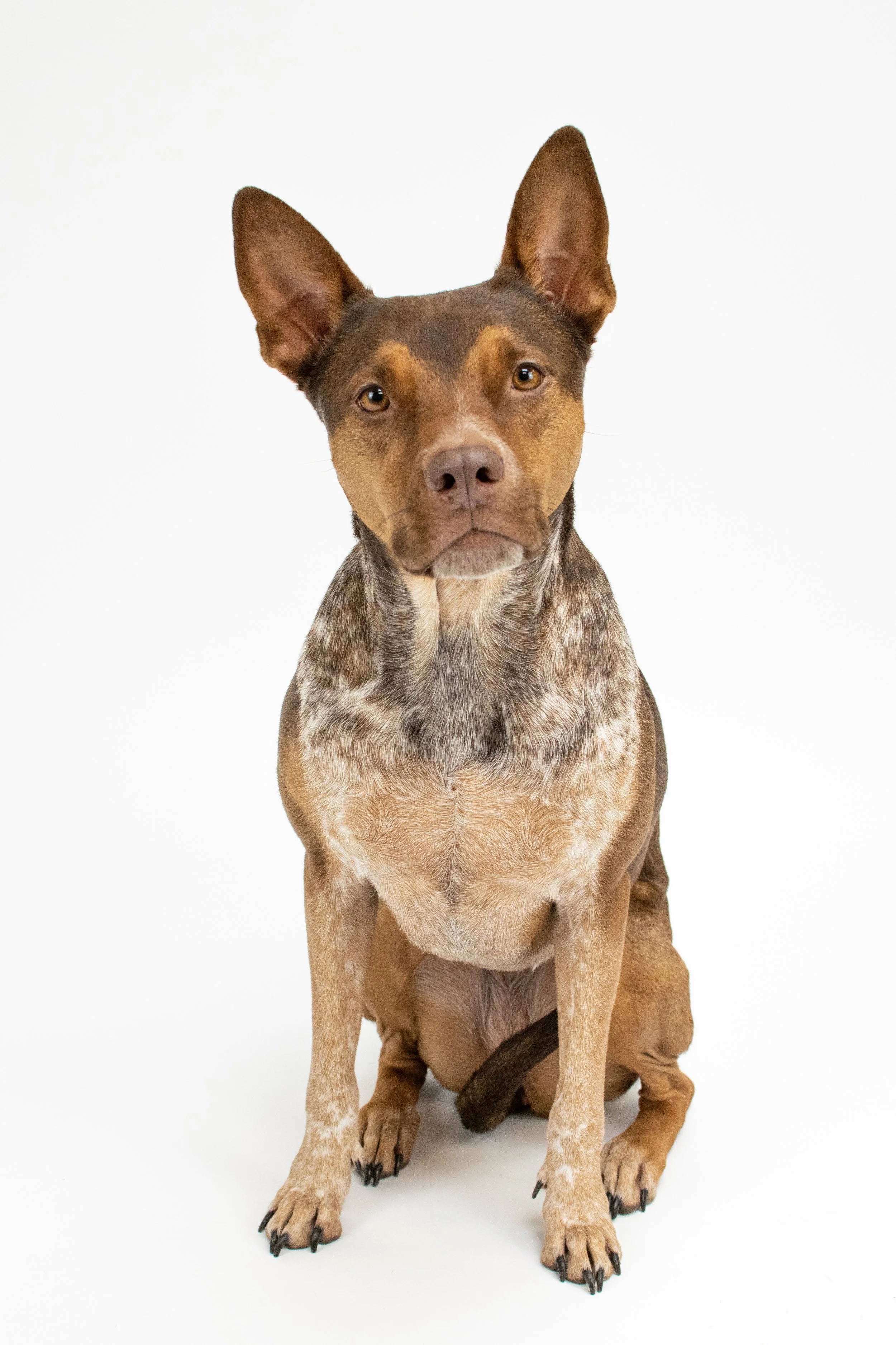 Creative Dog Photography - Eleven Paws Photography, Dog Portrait Studio in Historic Downtown Poulsbo, Washington. Located inside of Poulsbo's premier dog boutique, The NW Dog. 

© 2023 | All Rights Reserved | Photos by Mekinsey Green - Eleven Paws Ph