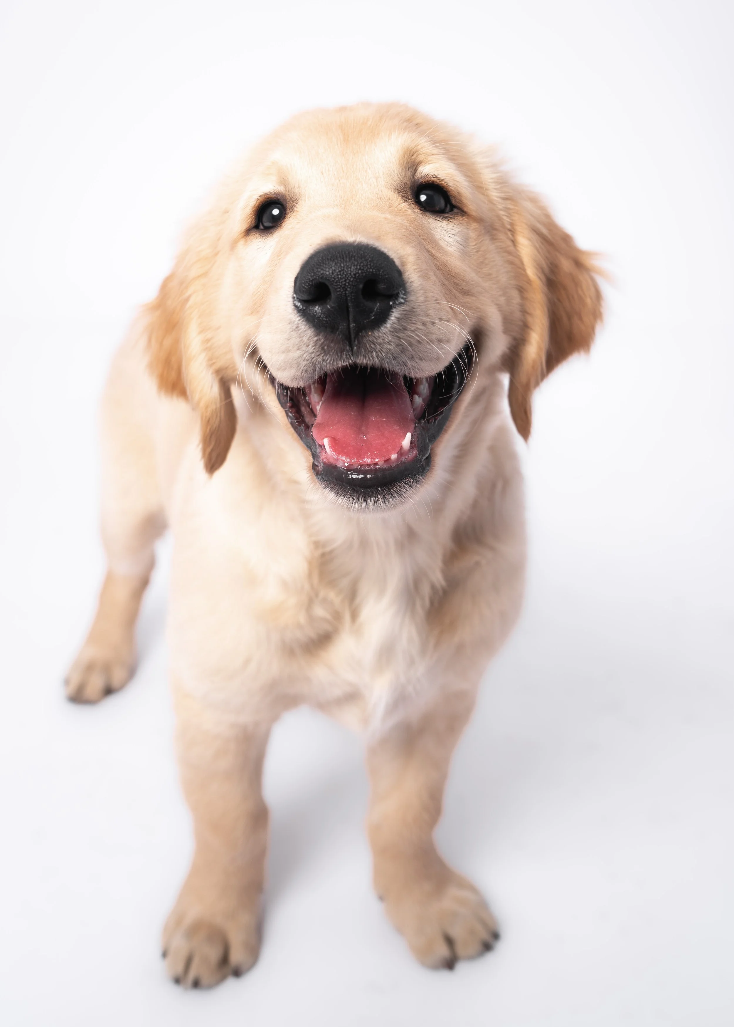 © 2023 - All Rights Reserved - Photo by Mekinsey Green - Eleven Paws Photography-8.JPG