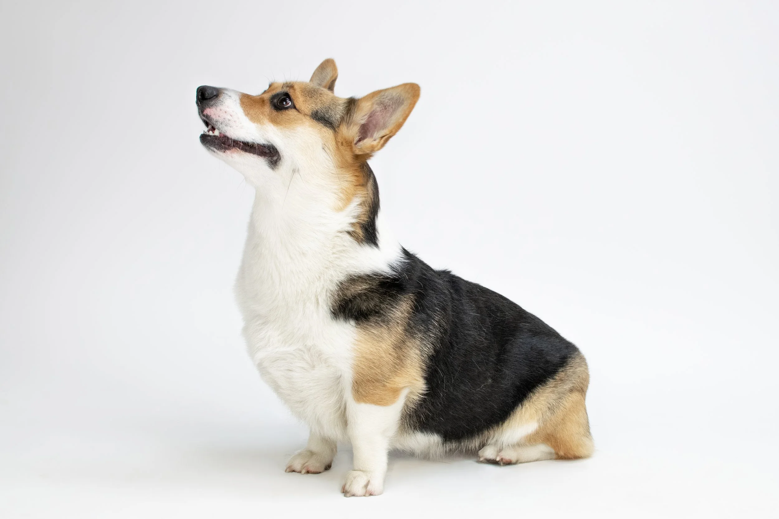 Pet Photography - Eleven Paws Photography, Dog Portrait Studio in Historic Downtown Poulsbo, Washington. Located inside of Poulsbo's premier dog boutique, The NW Dog. We provide fine art, photography, and framing. 

© 2023 | All Rights Reserved | Pho