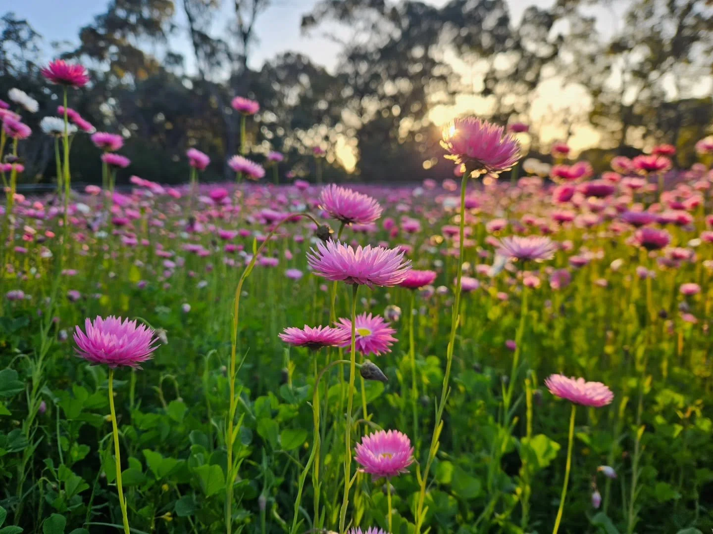 The wildflowers are out, about and strutting their stuff in Kings Park. Best time of the year.